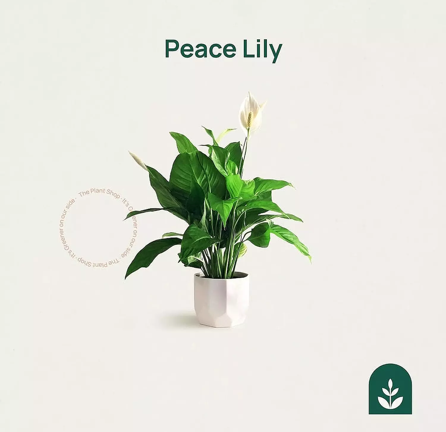 Peace Lily image