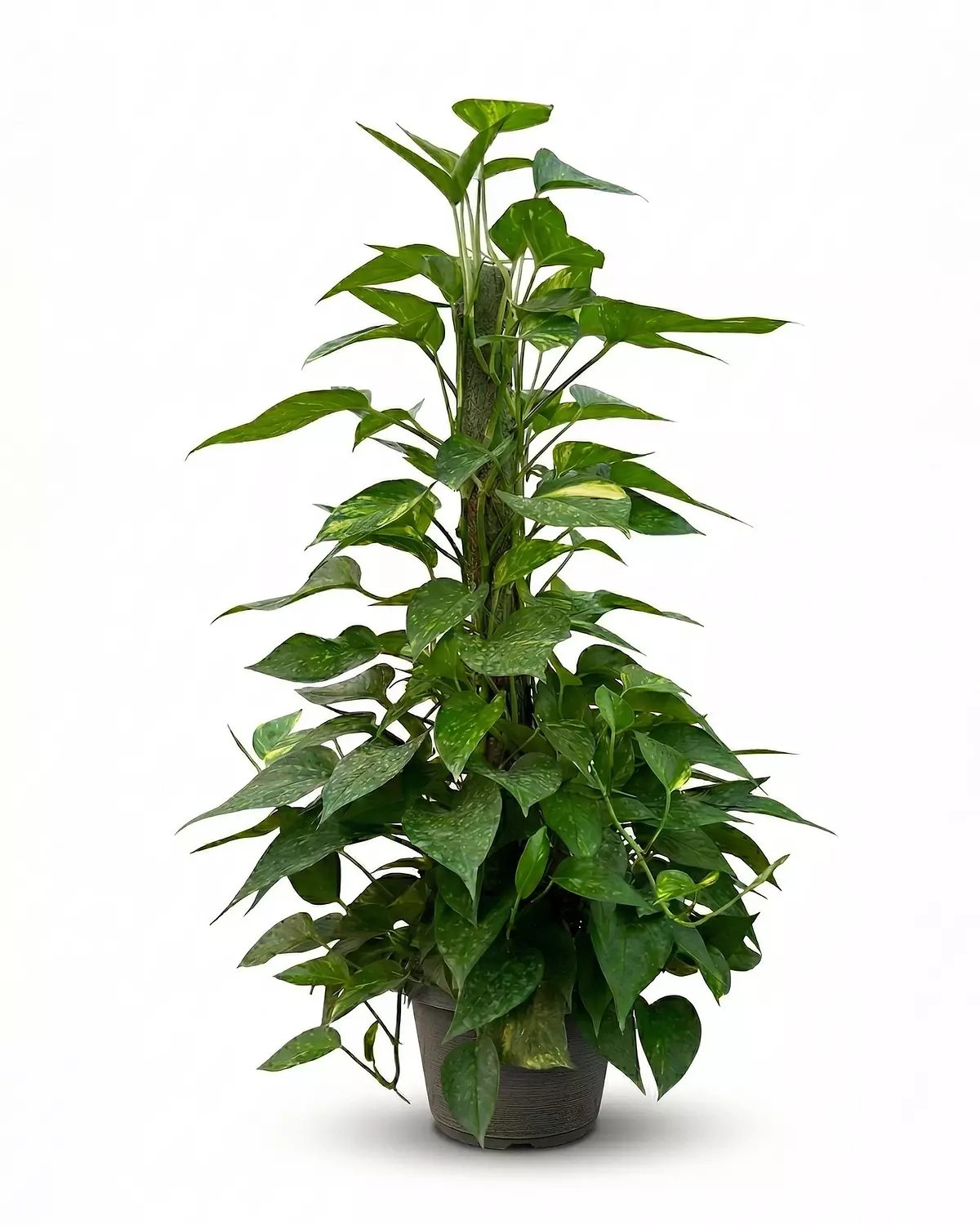 Golden Pothos (Stick) 3