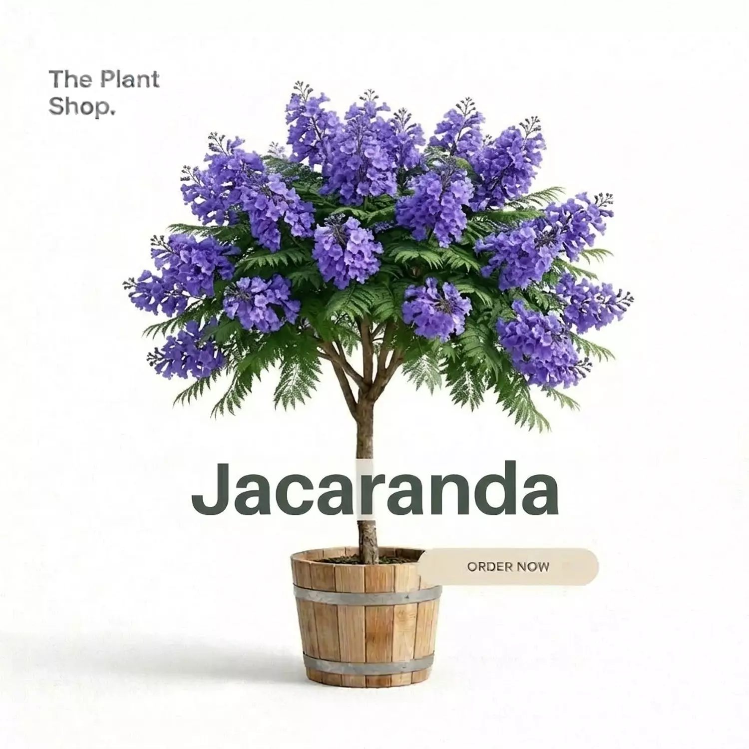 Blue Jacaranda Tree image