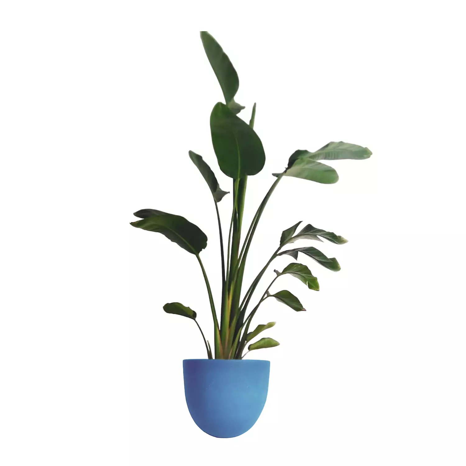 Augusta ''Banana Tree''  5