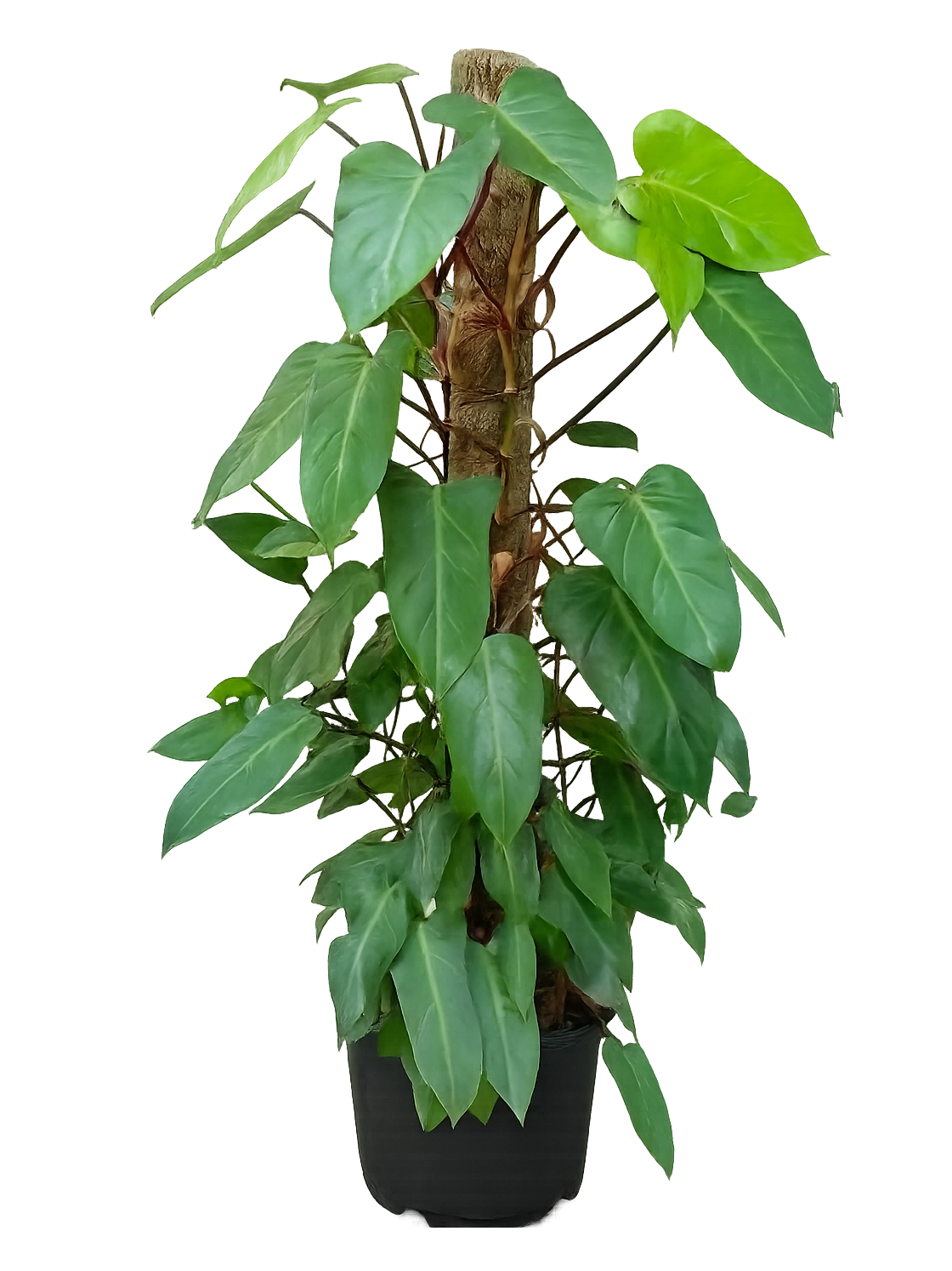 <h4 style="text-align: center"><span style="color: #2E2A26"><strong>Philodendron Erubescens</strong></span></h4>
