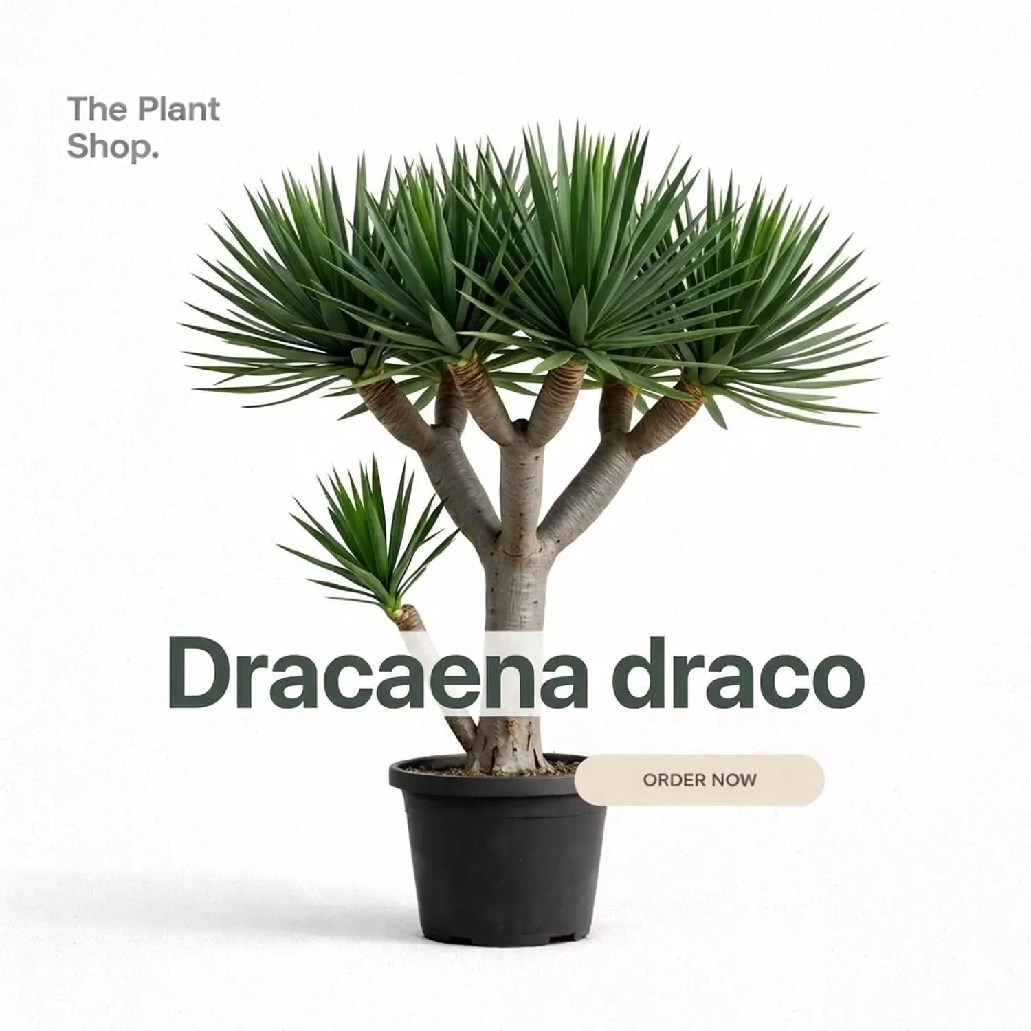 Dracaena Draco image