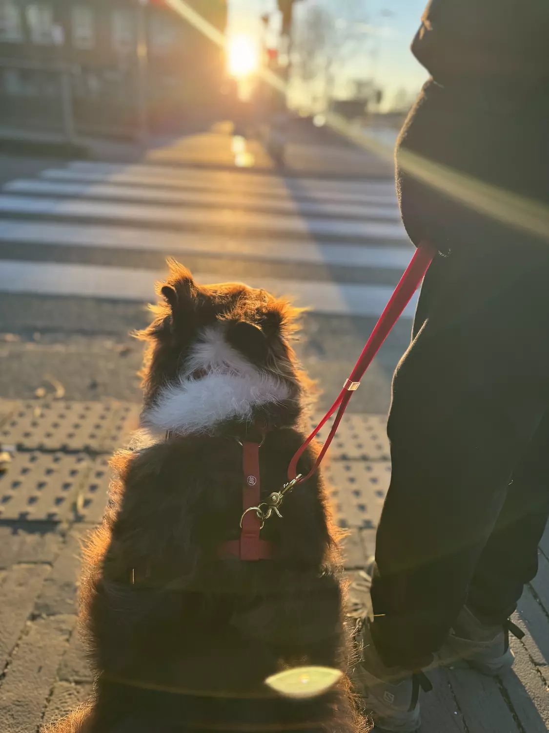 Essential Dog Harness 7
