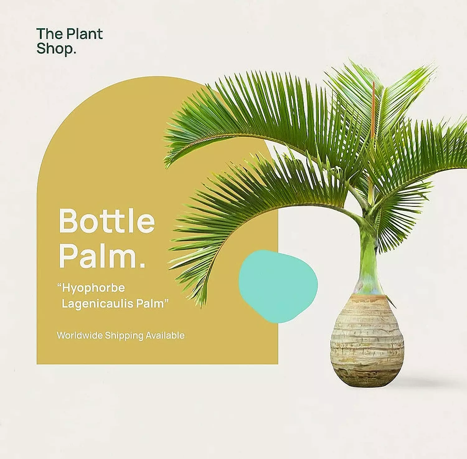 Bottle Palm image