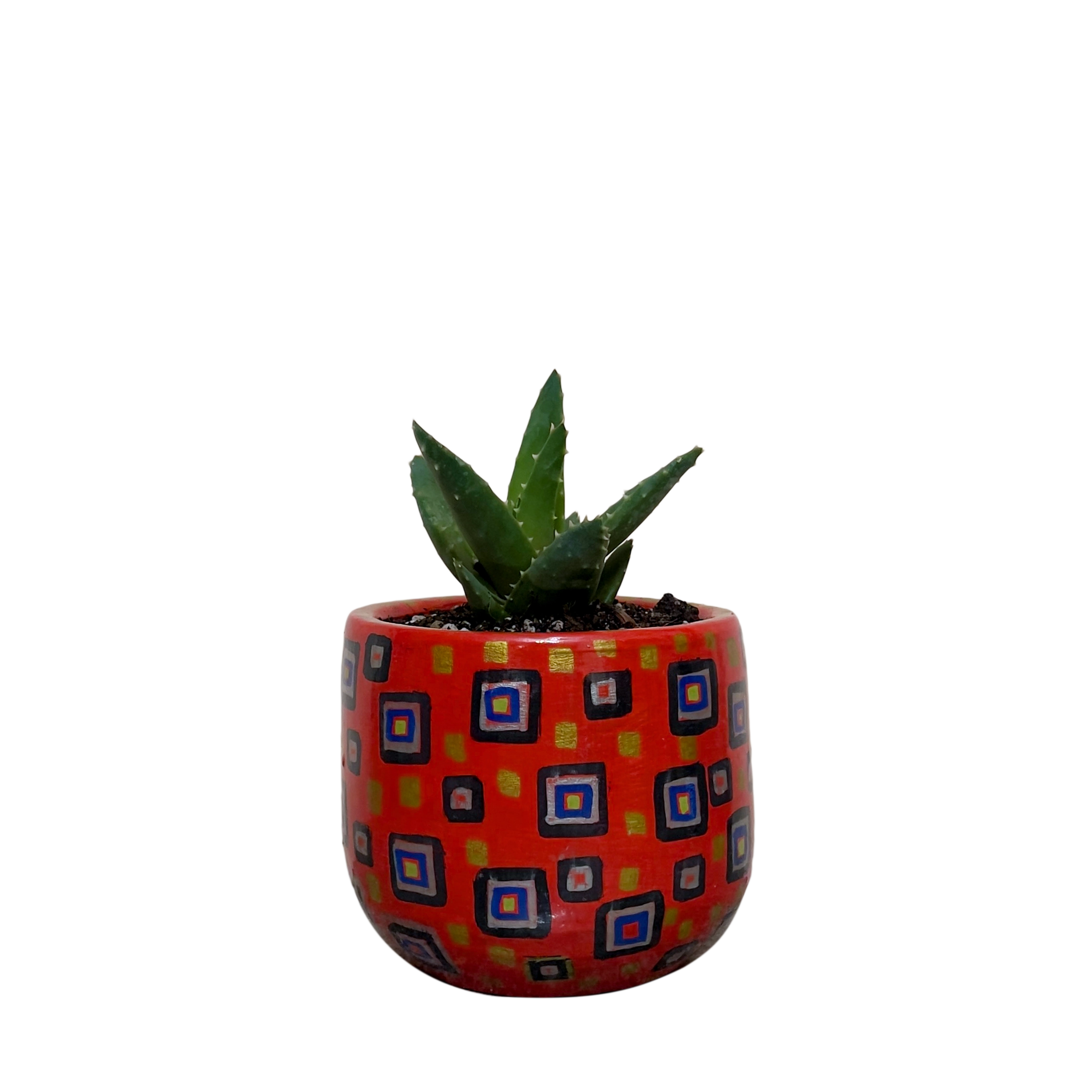 <h4 style="text-align: center"><span style="color: #2E2A26"><strong>Aloe Perfoliata - Hidden Dimensions</strong></span></h4>