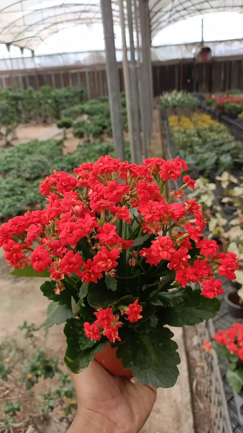 Florist Kalancheo image