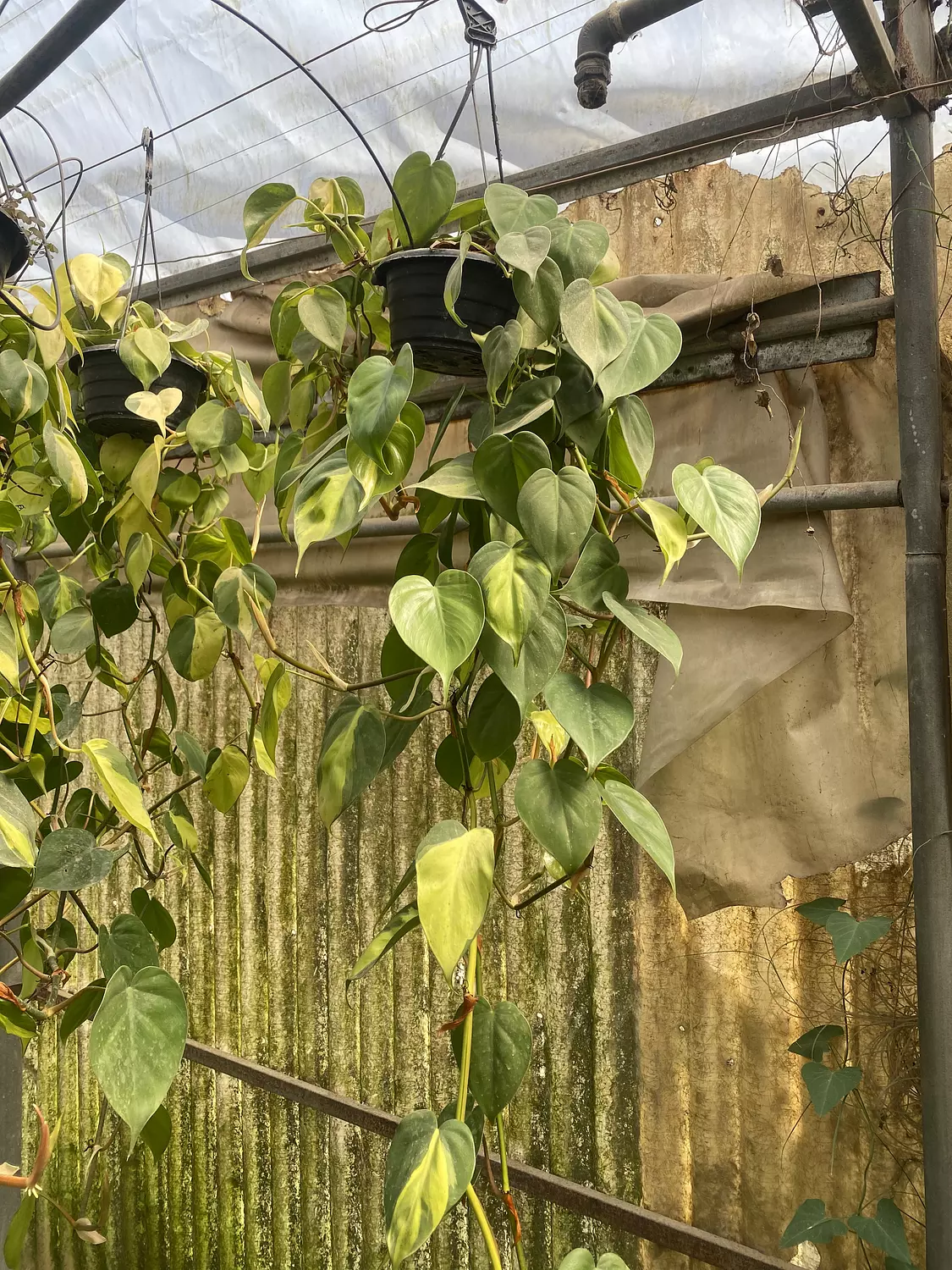 Hanging Philodendron Heart Shape hover image