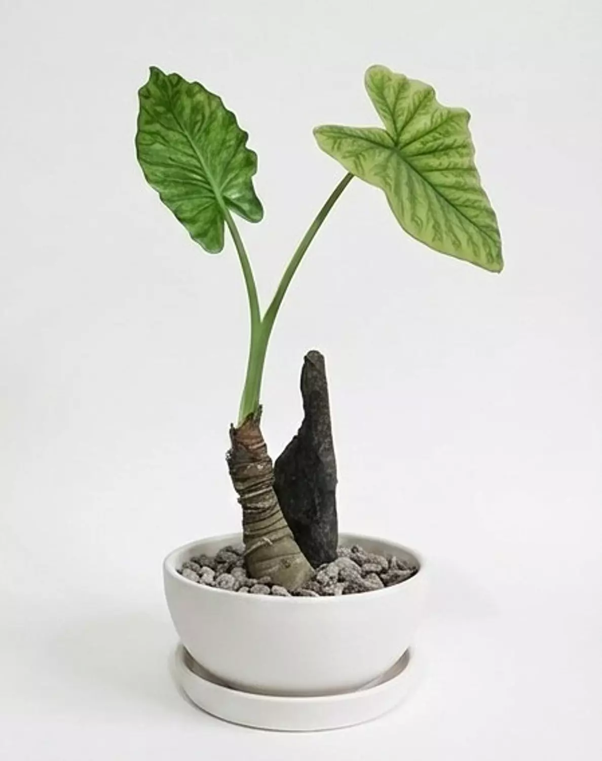 Alocasia 1