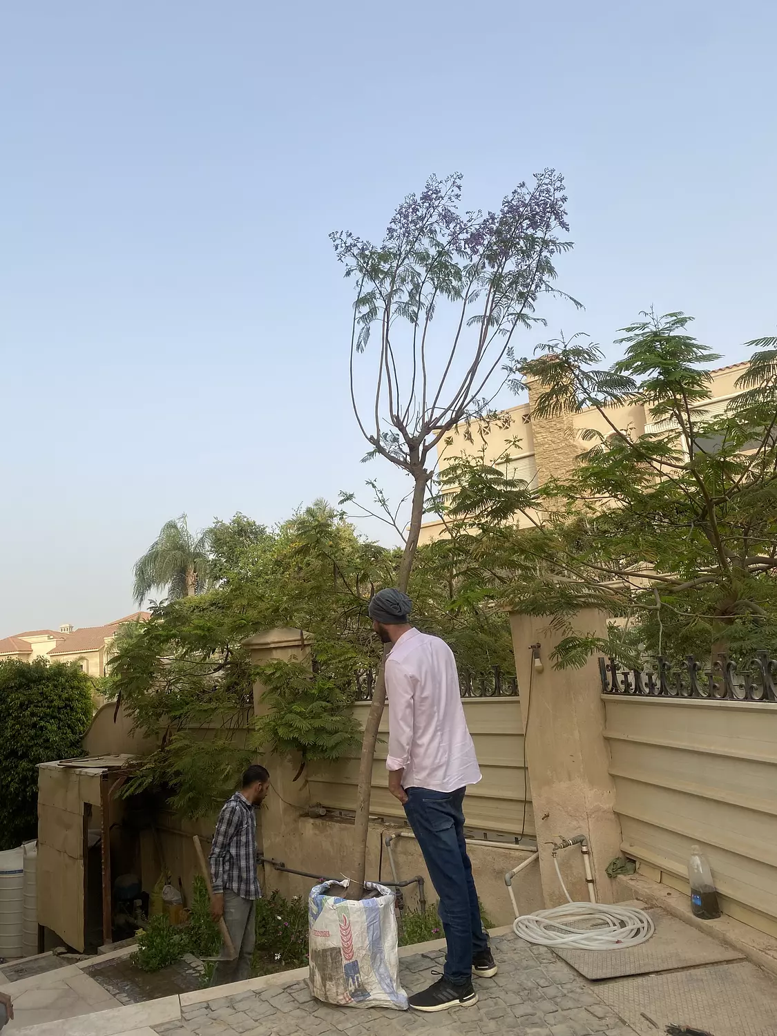 Blue Jacaranda Tree 2