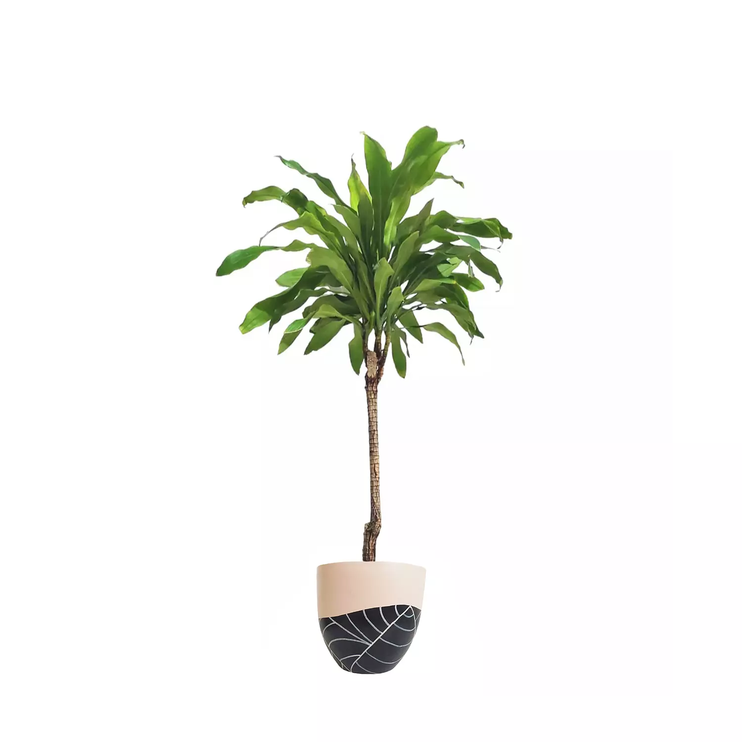 Dracaena fragrans 5