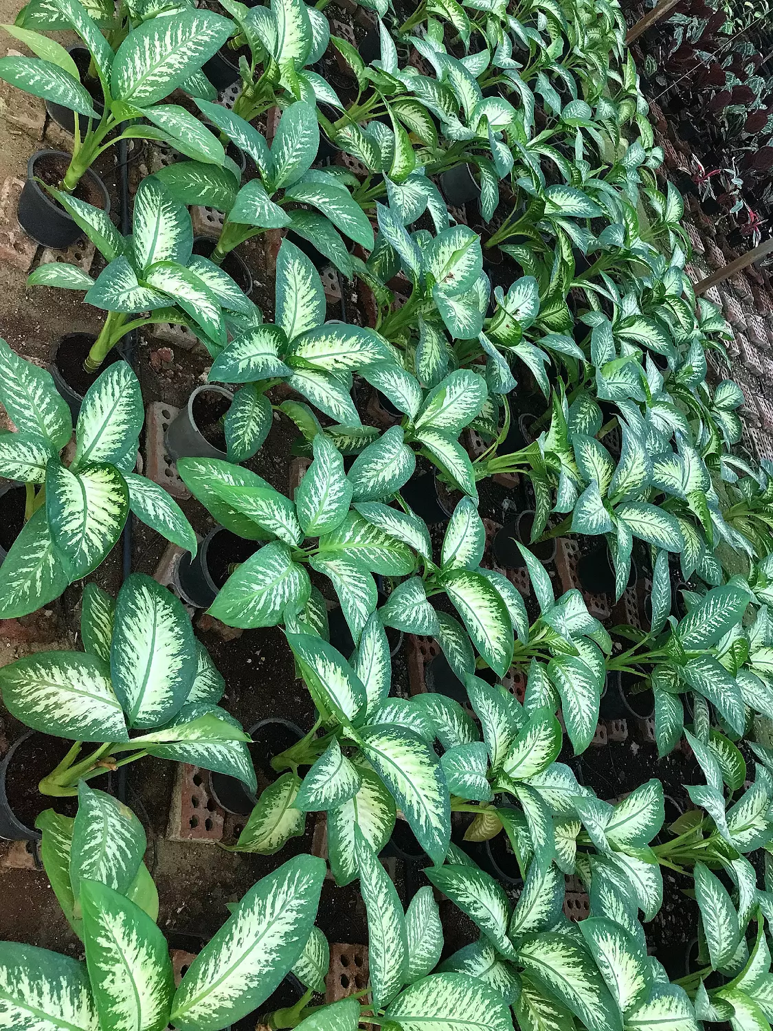Dieffenbachia Tropic Snow 6