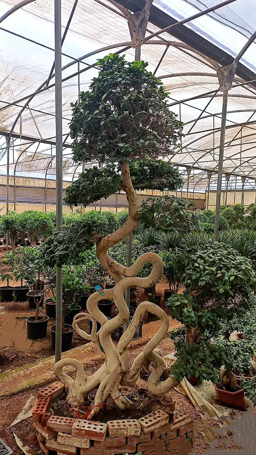 SYLVA image