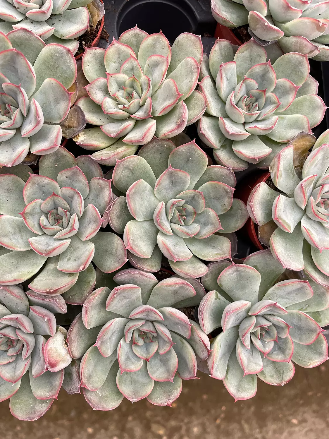 Echeverias Cactus - Shape 4 image