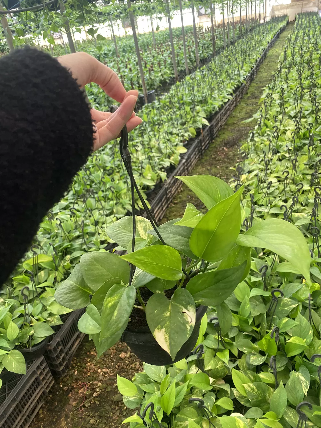 Hanging Golden Pothos 2