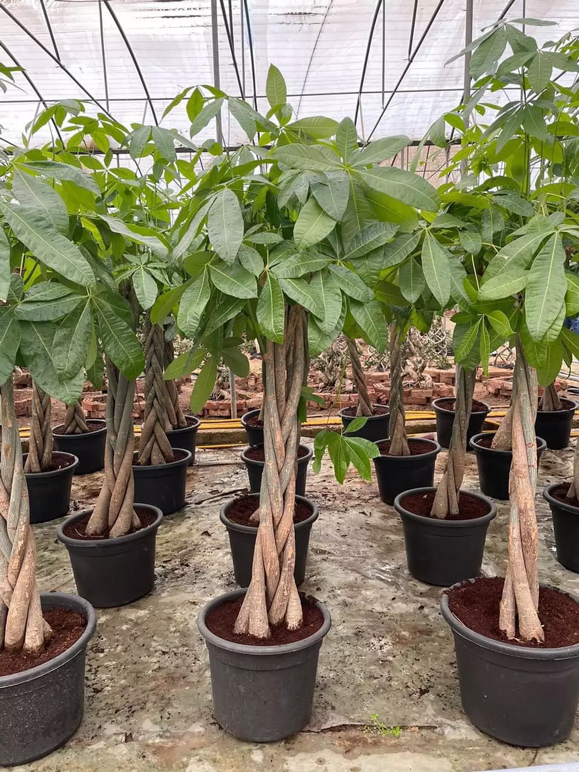 Money Tree 3