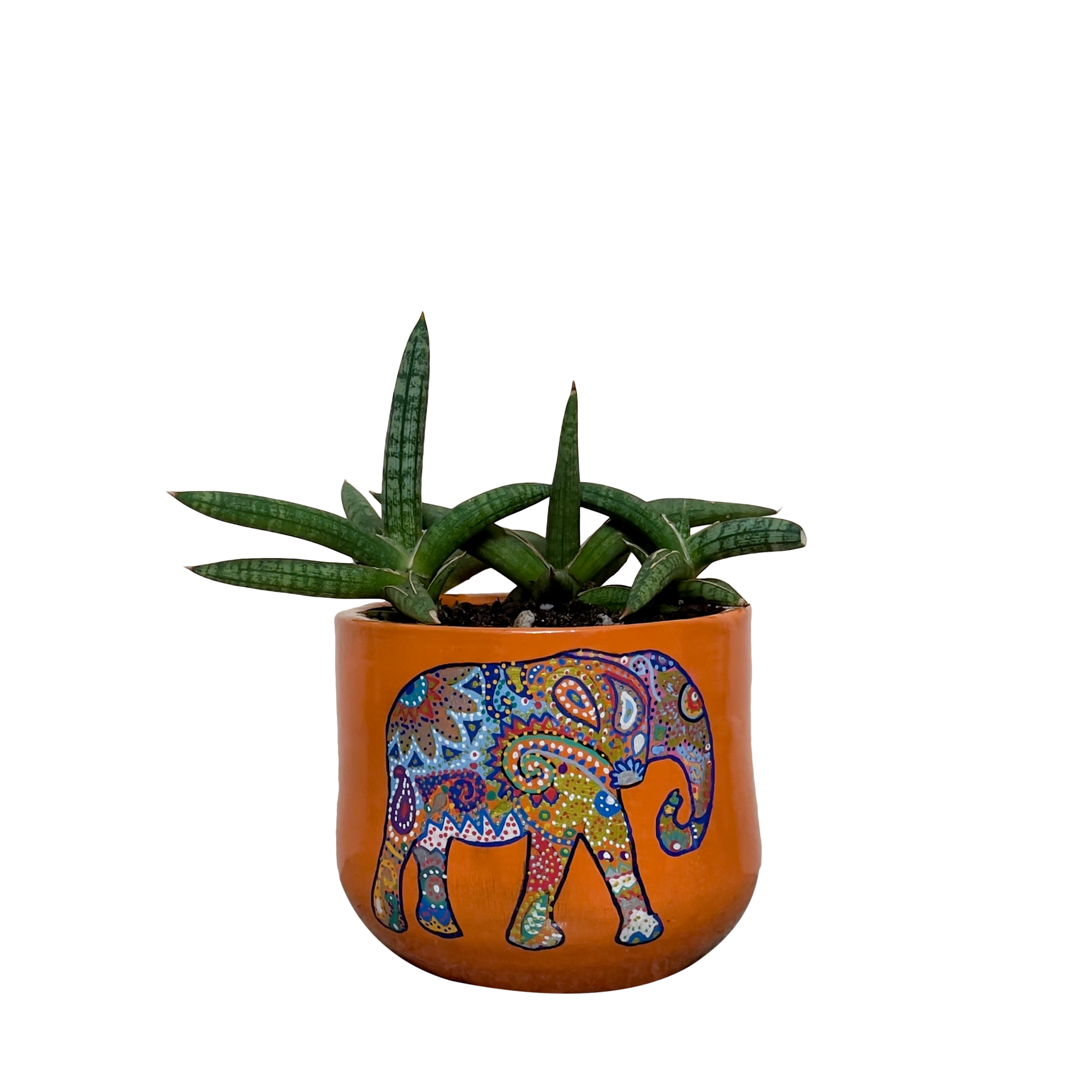 <h4><strong>Sansevieria Francisii -</strong></h4><h4><strong>Jumbo Jungle</strong></h4>
