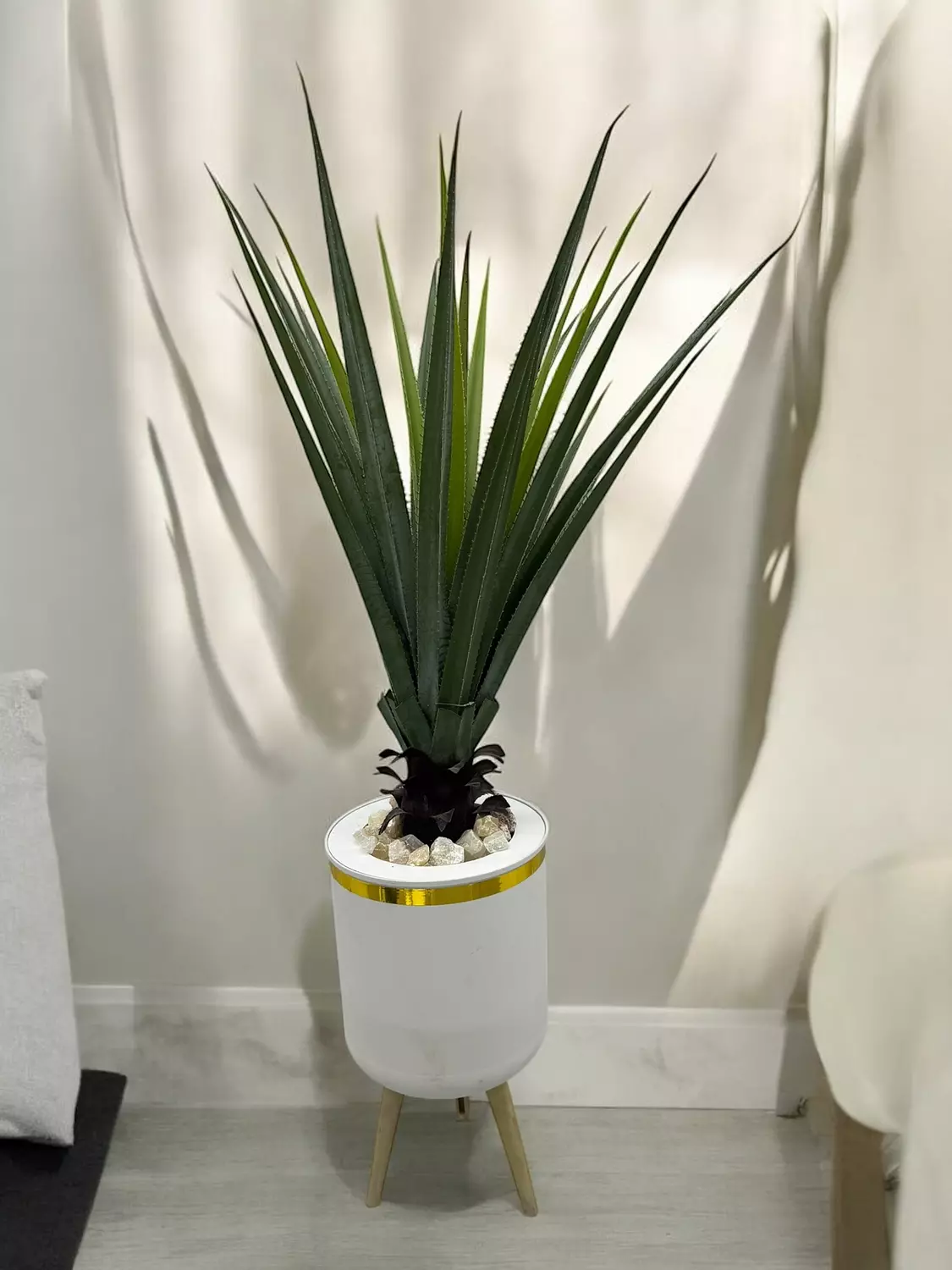 short palm tree image