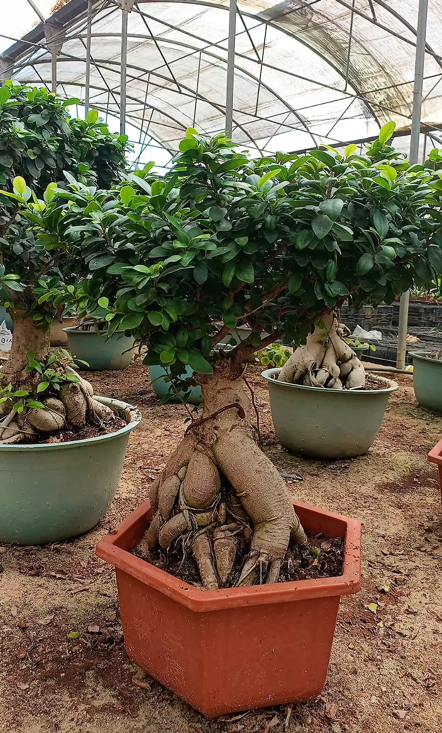 The Dome Size 4 hover image