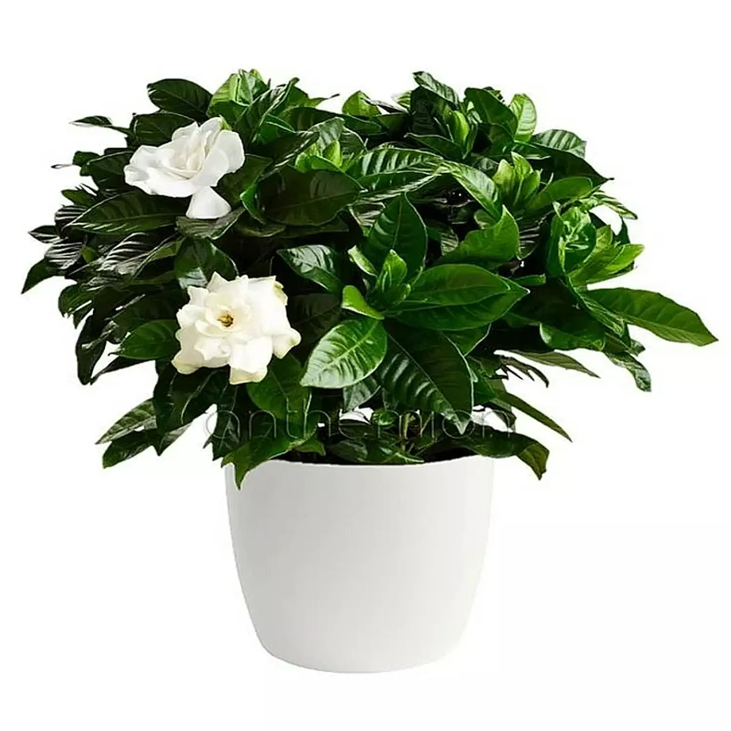Gardenia image