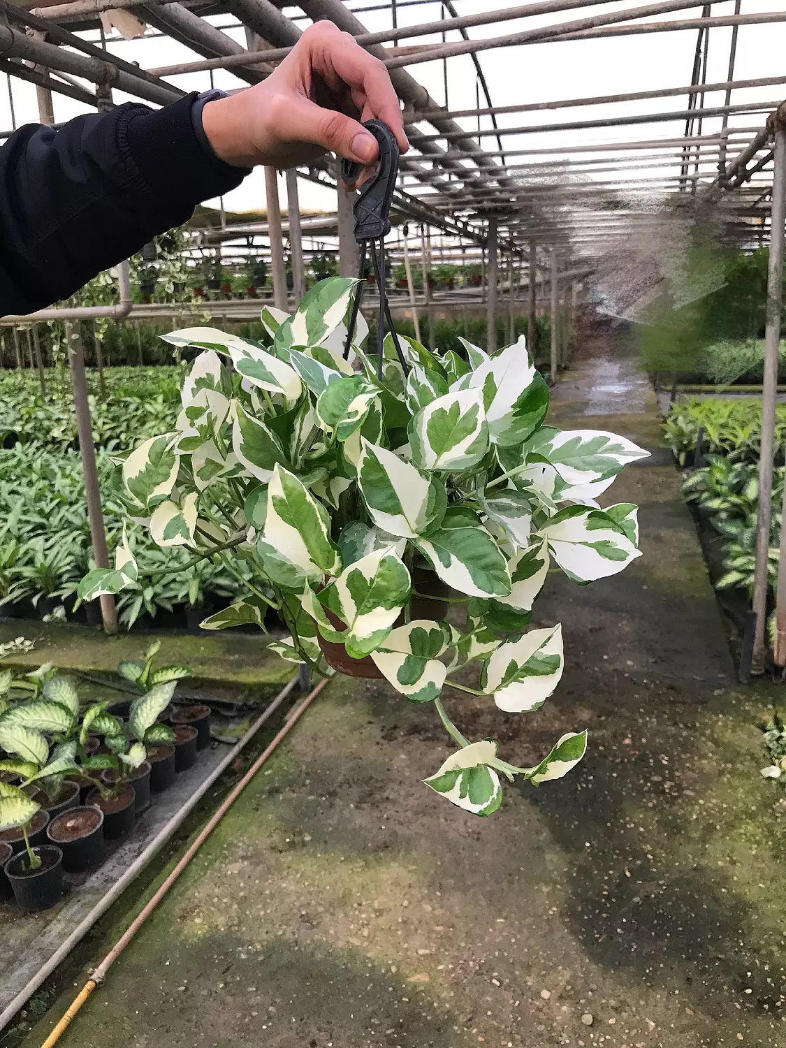 Hanging White Pothos  4