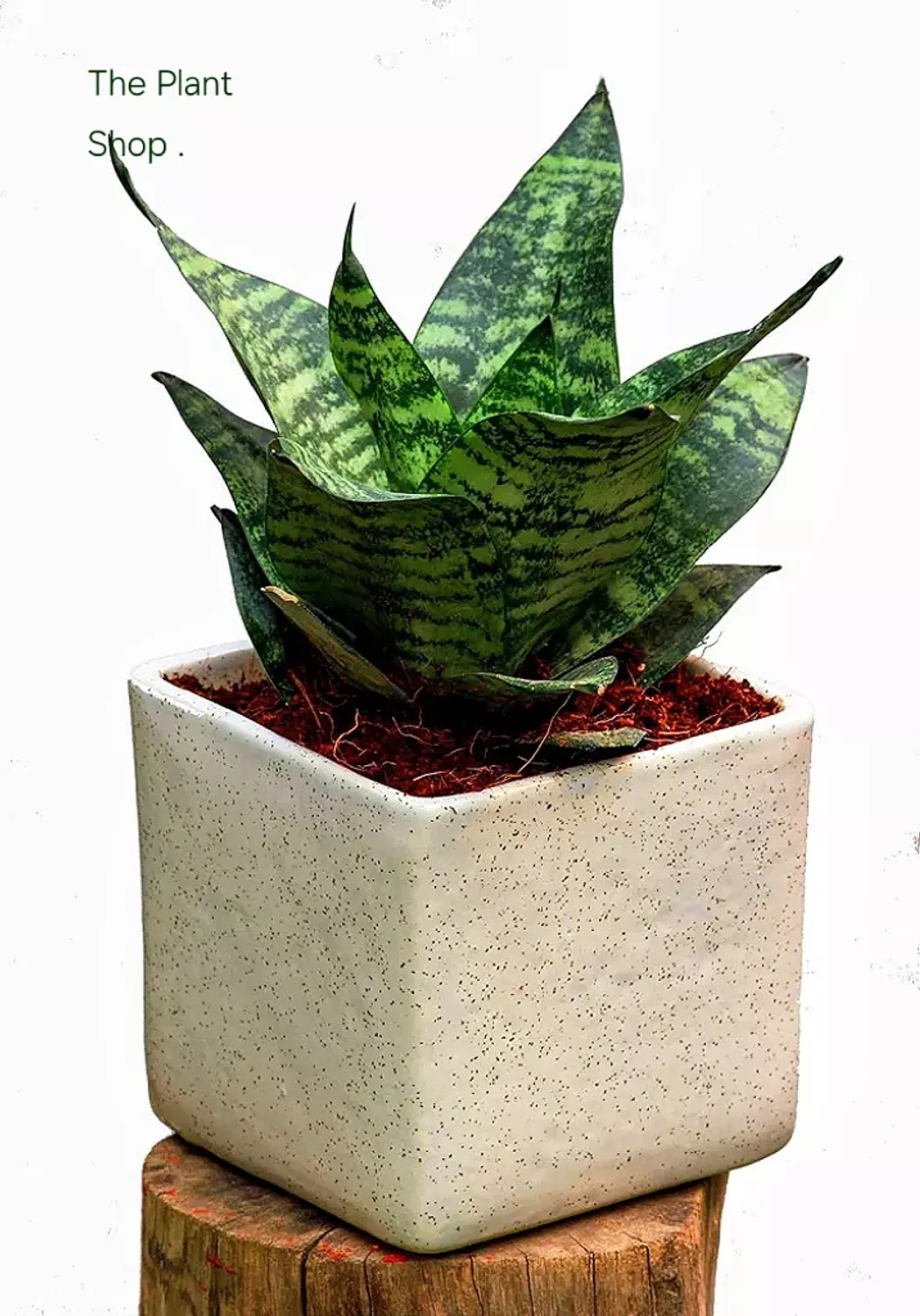 Green Snake Plant  3