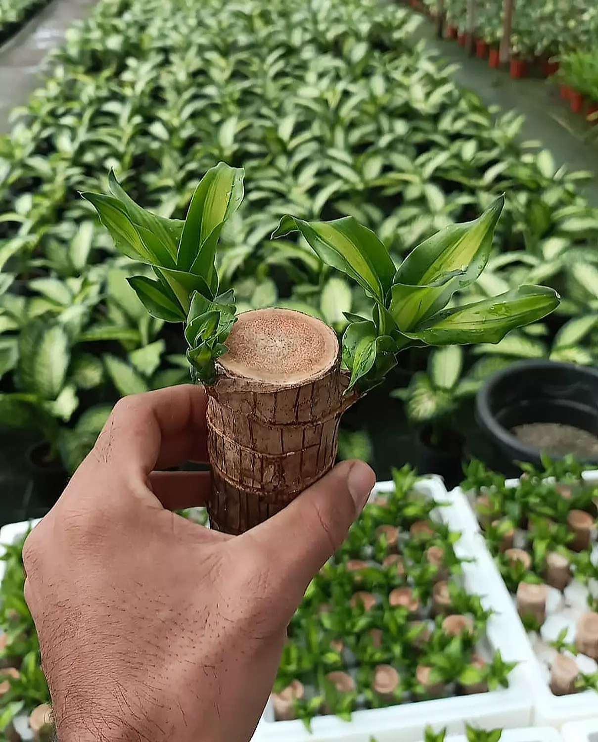 Brazilian Lucky Bamboo  2