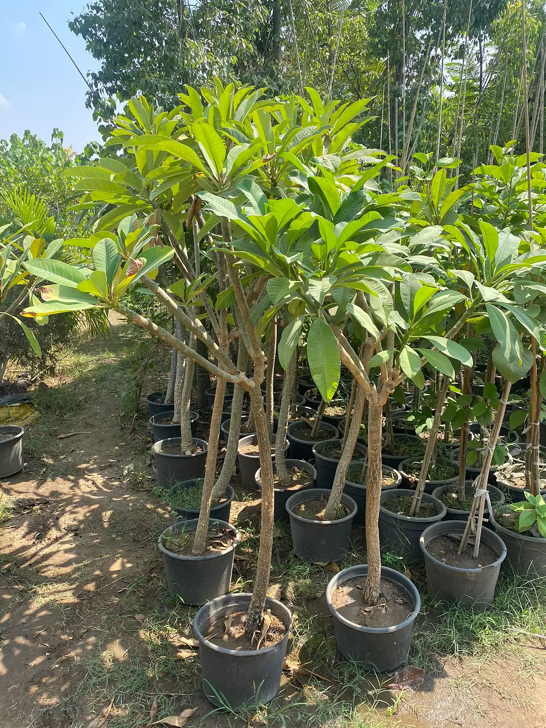 Indian Jasmine  hover image