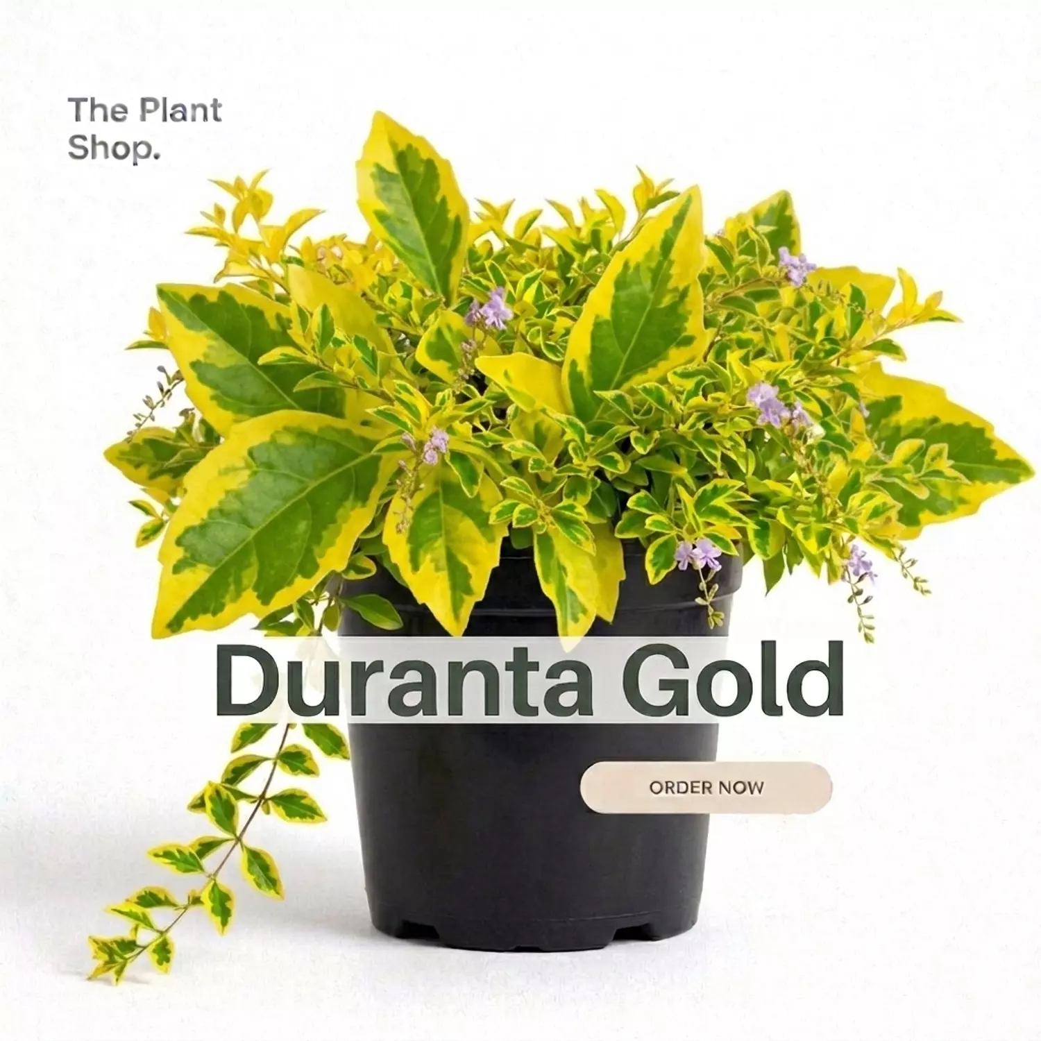 Duranta Gold image