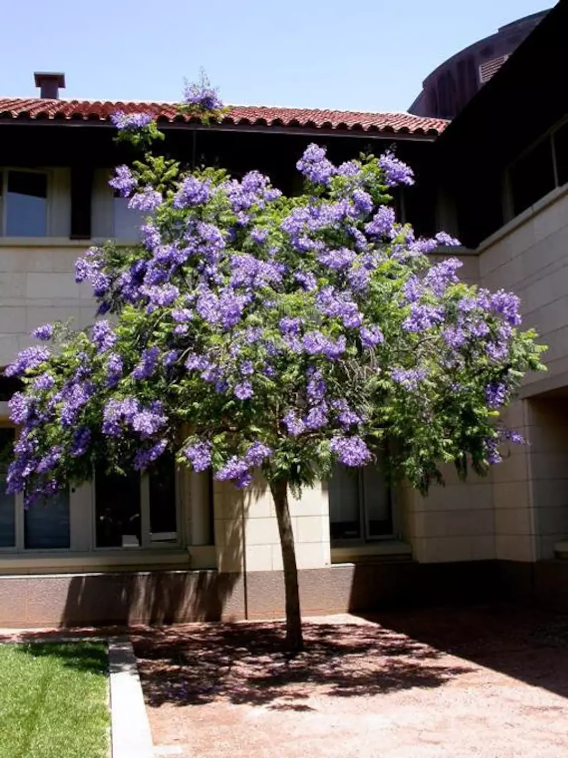 Blue Jacaranda Tree 2