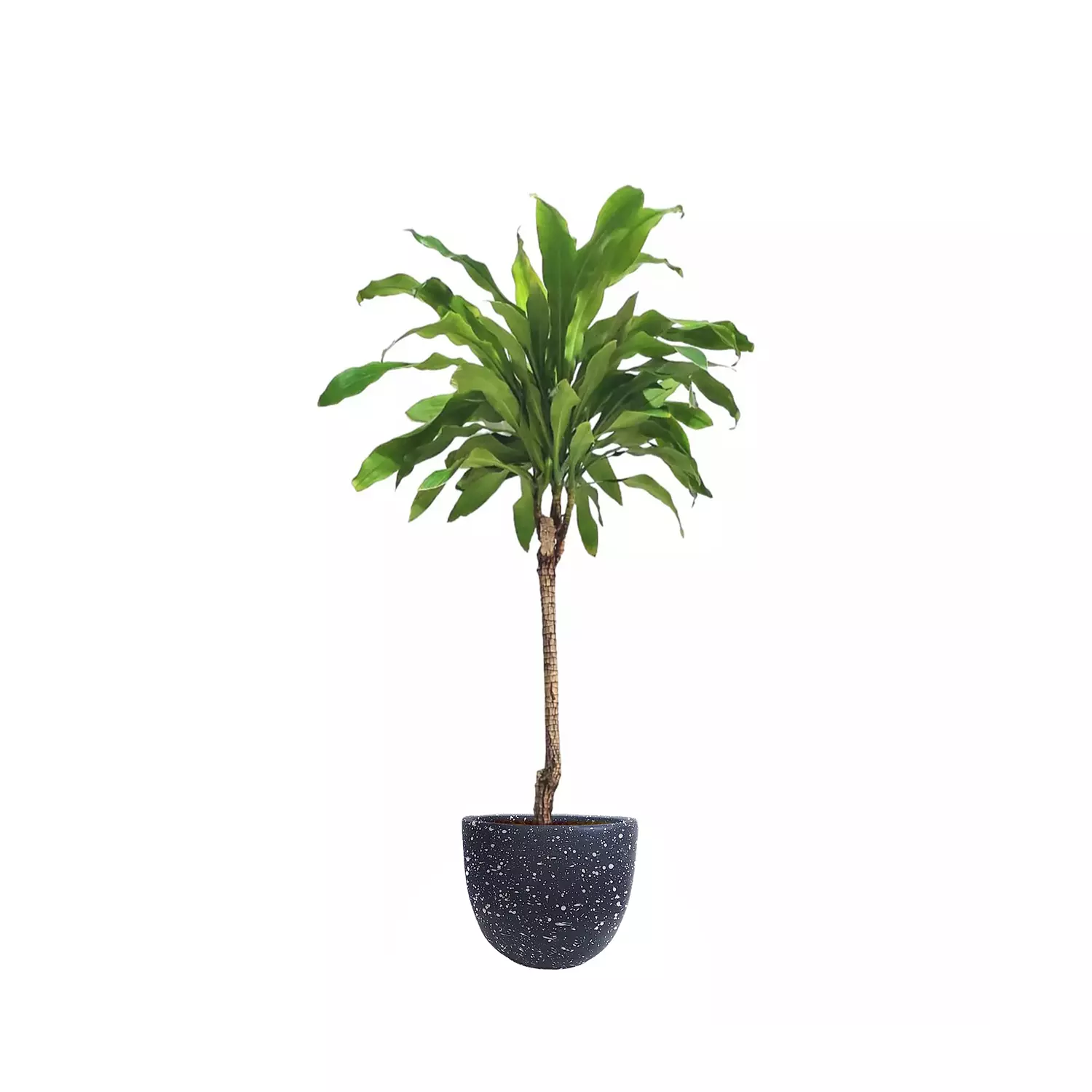 Dracaena fragrans 4