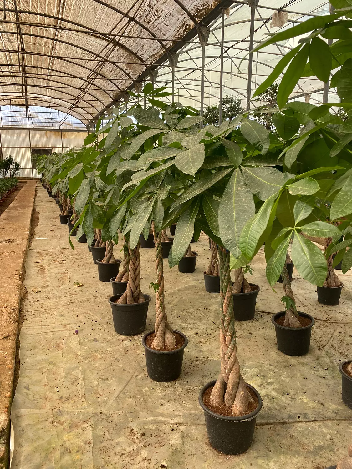 Money Tree 2