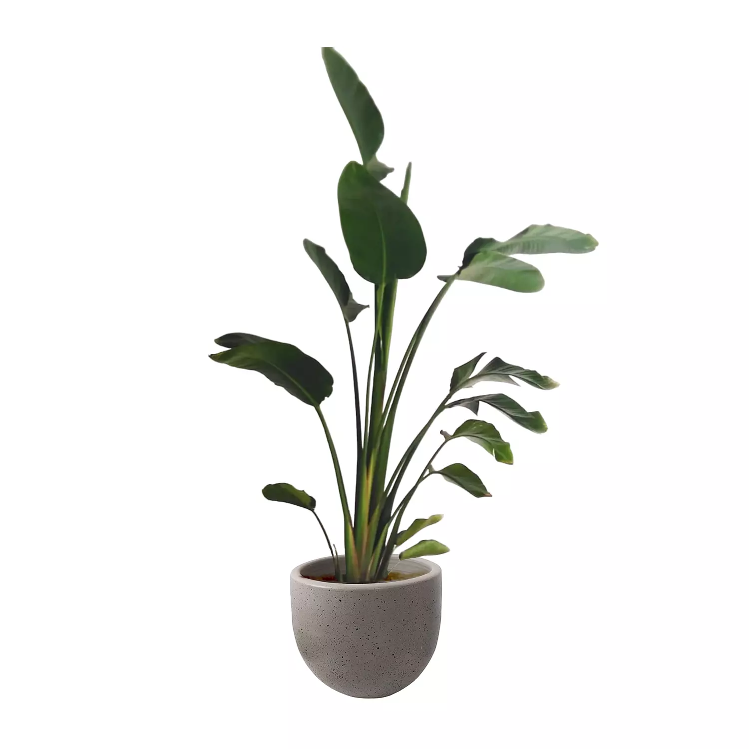 Augusta ''Banana Tree''  11