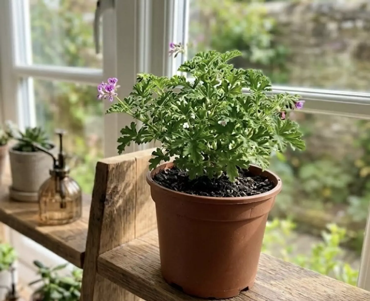 3etr Plant hover image