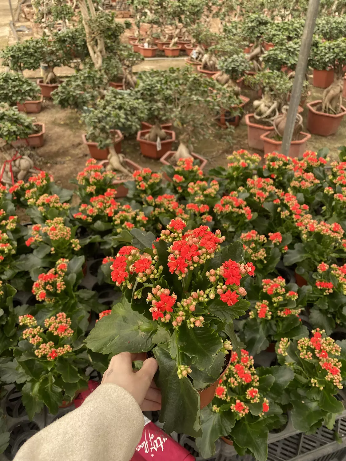 Florist Kalancheo 13