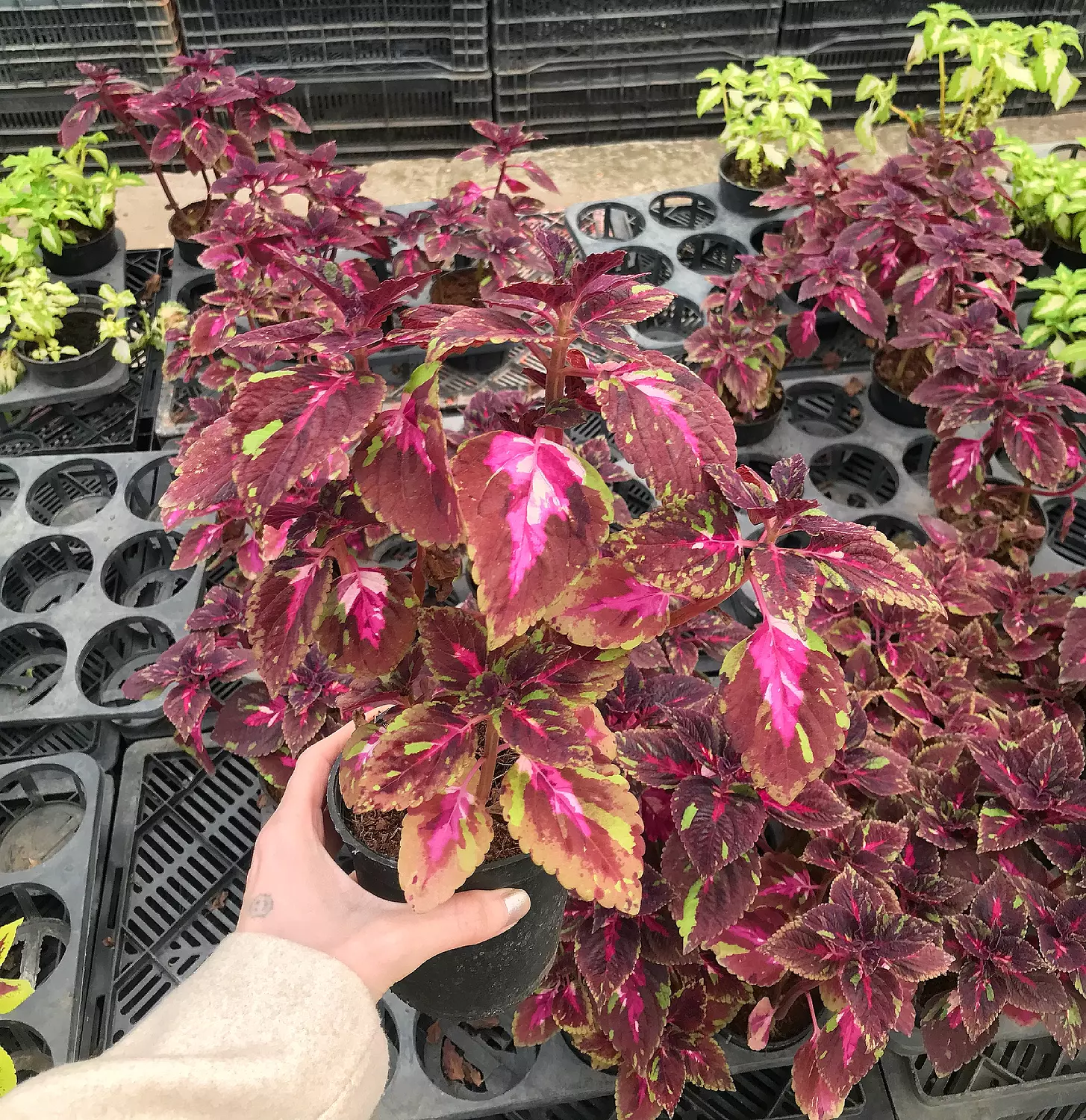 Coleus 3