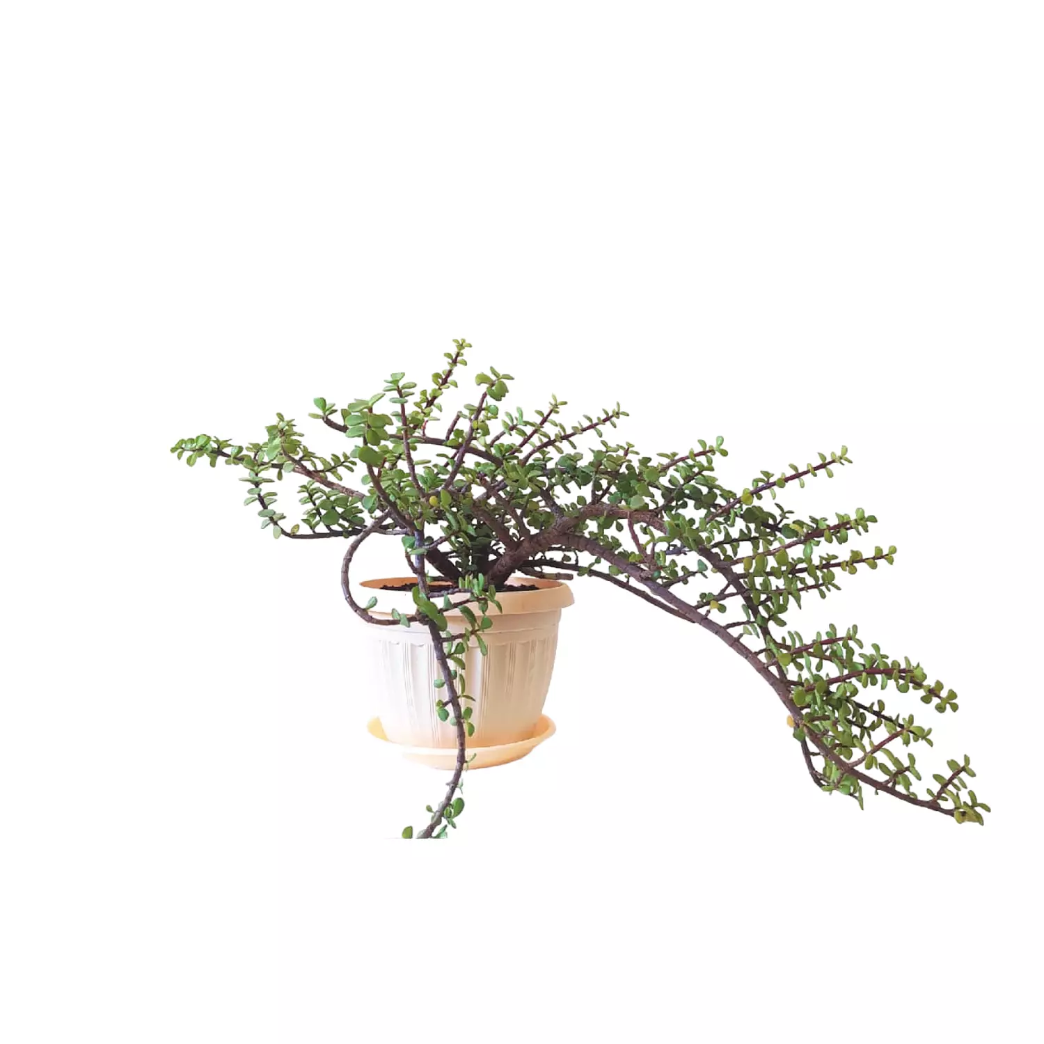 Afra Plant image