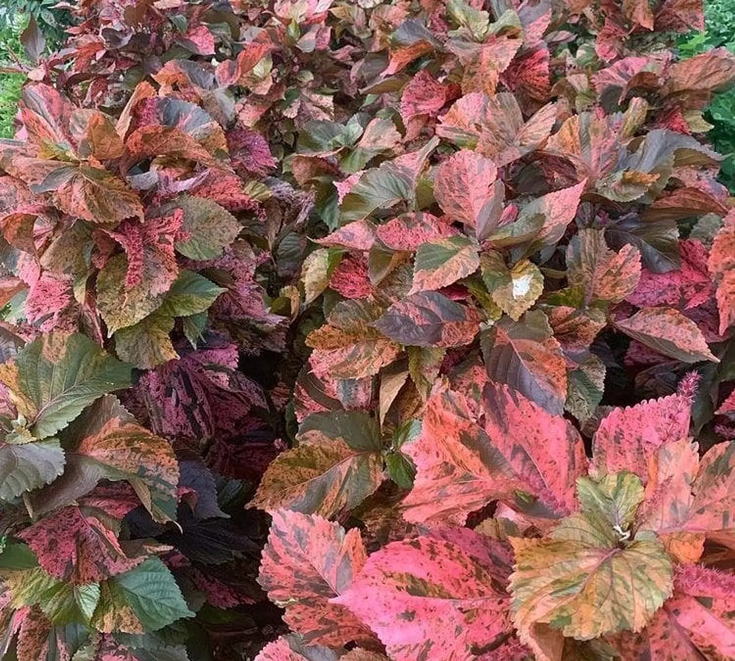 Copper Leaf) Acalypha) hover image