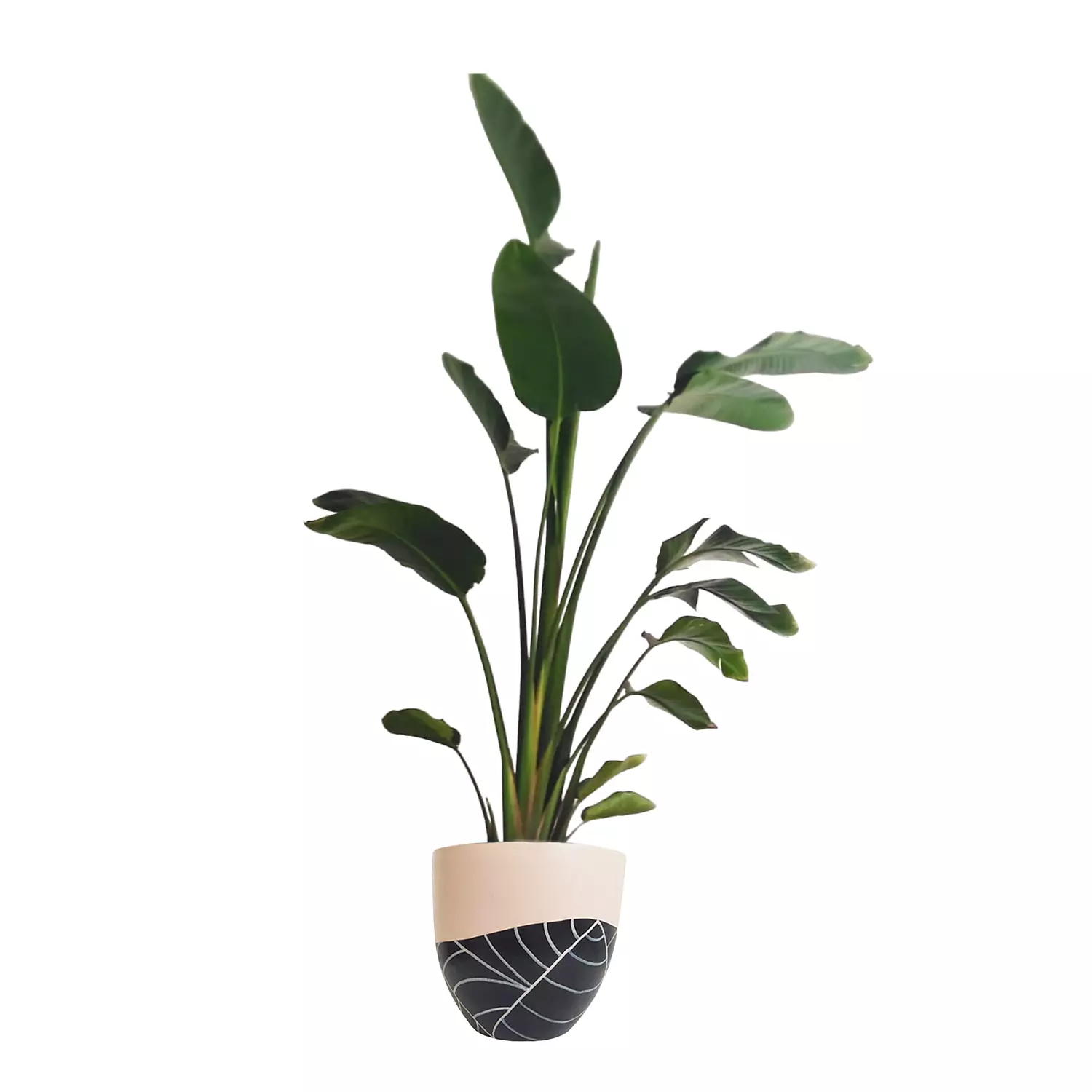 Augusta ''Banana Tree''  8