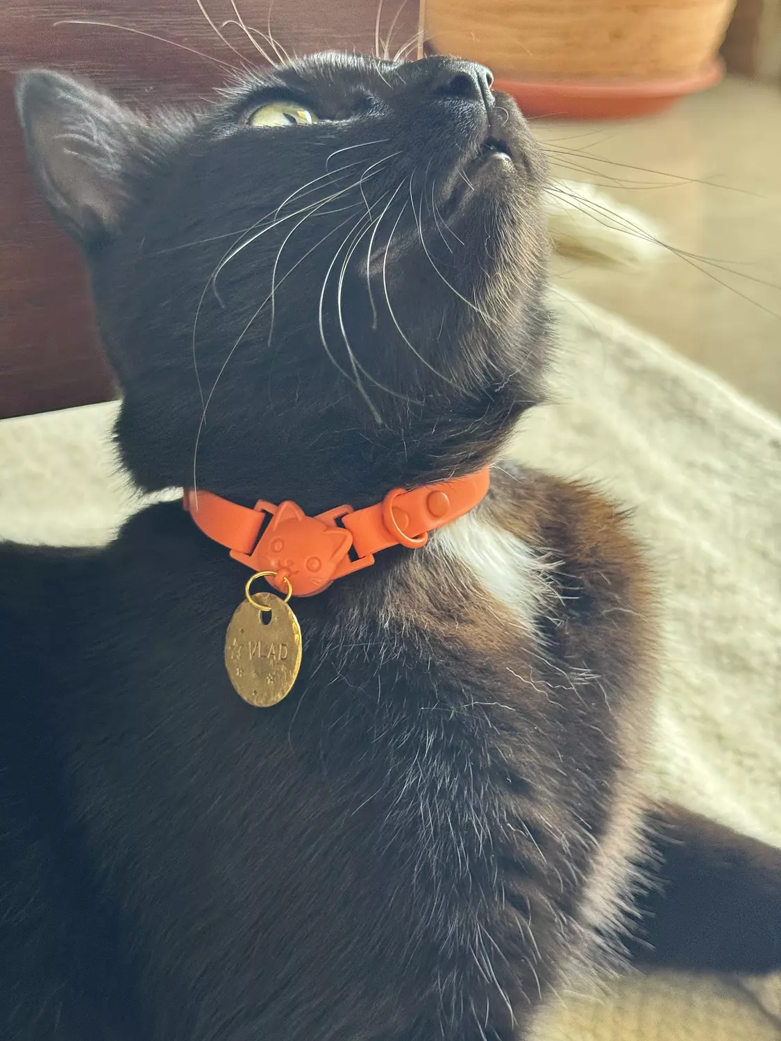 Essential Cat Collar image
