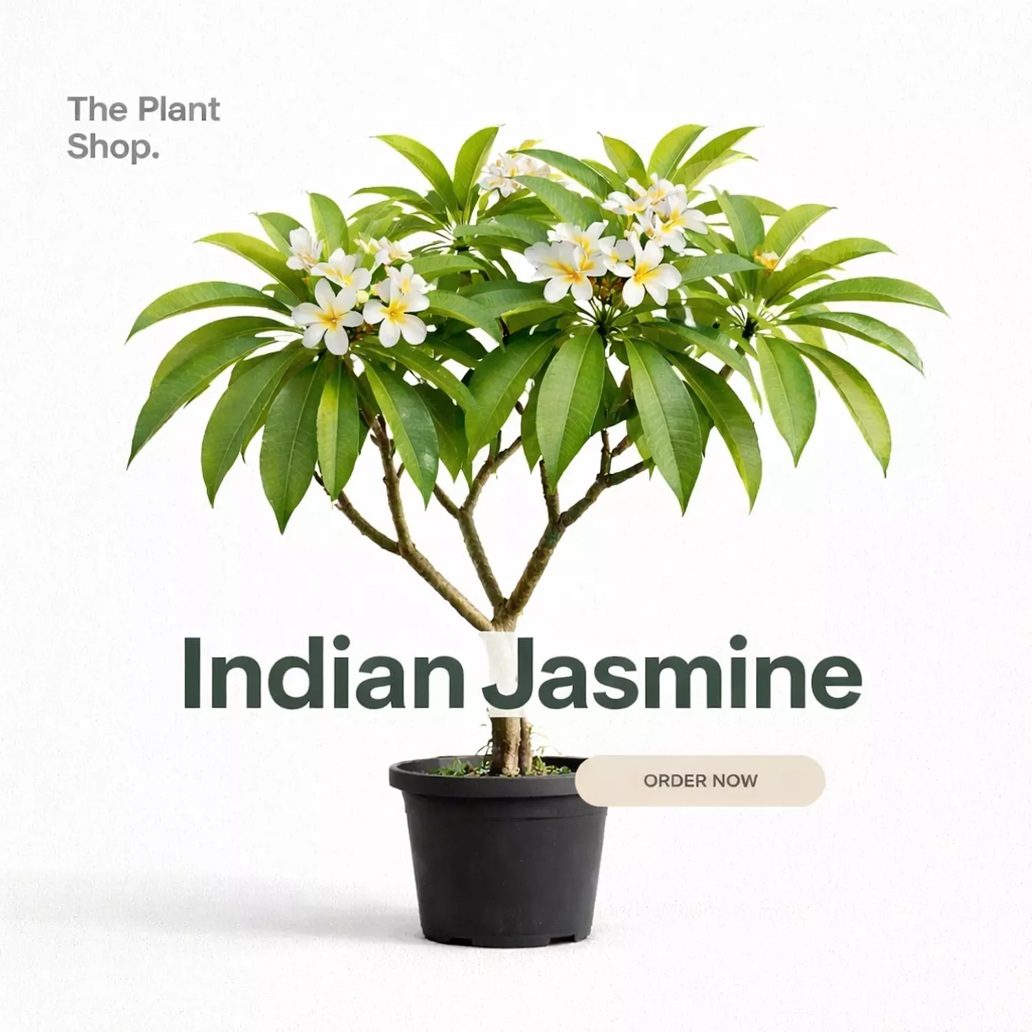 Indian Jasmine  image