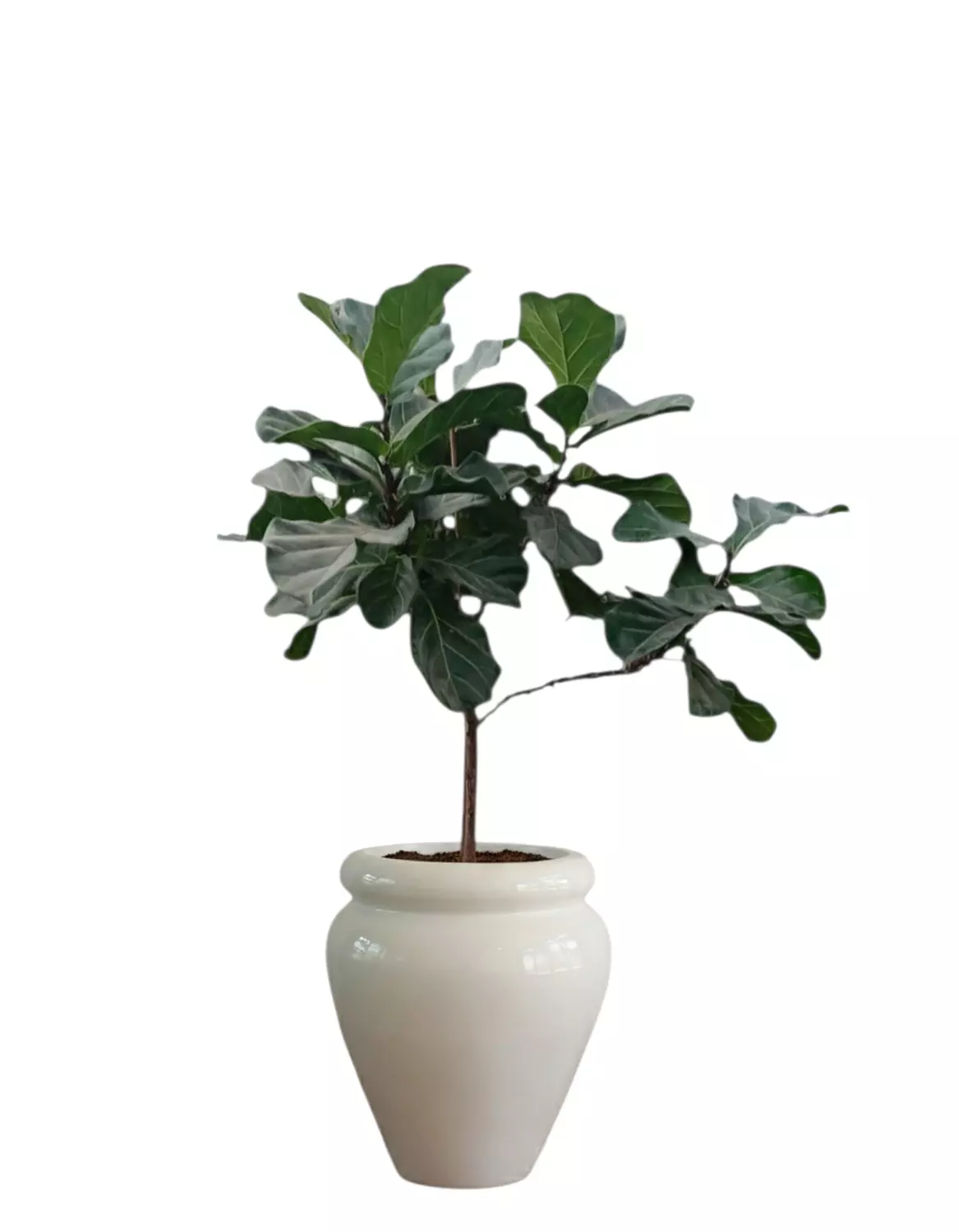 Fiddle Leaf image