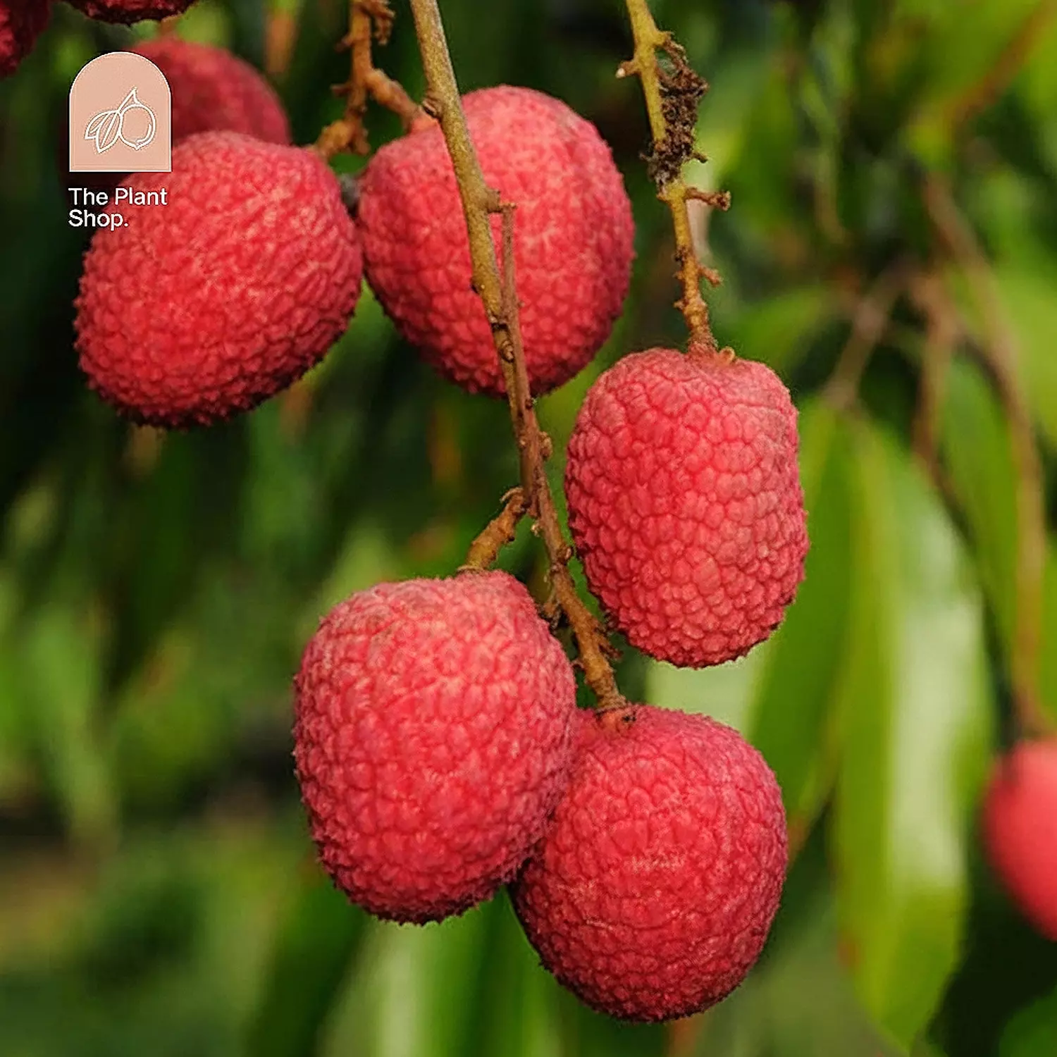 Lychee image