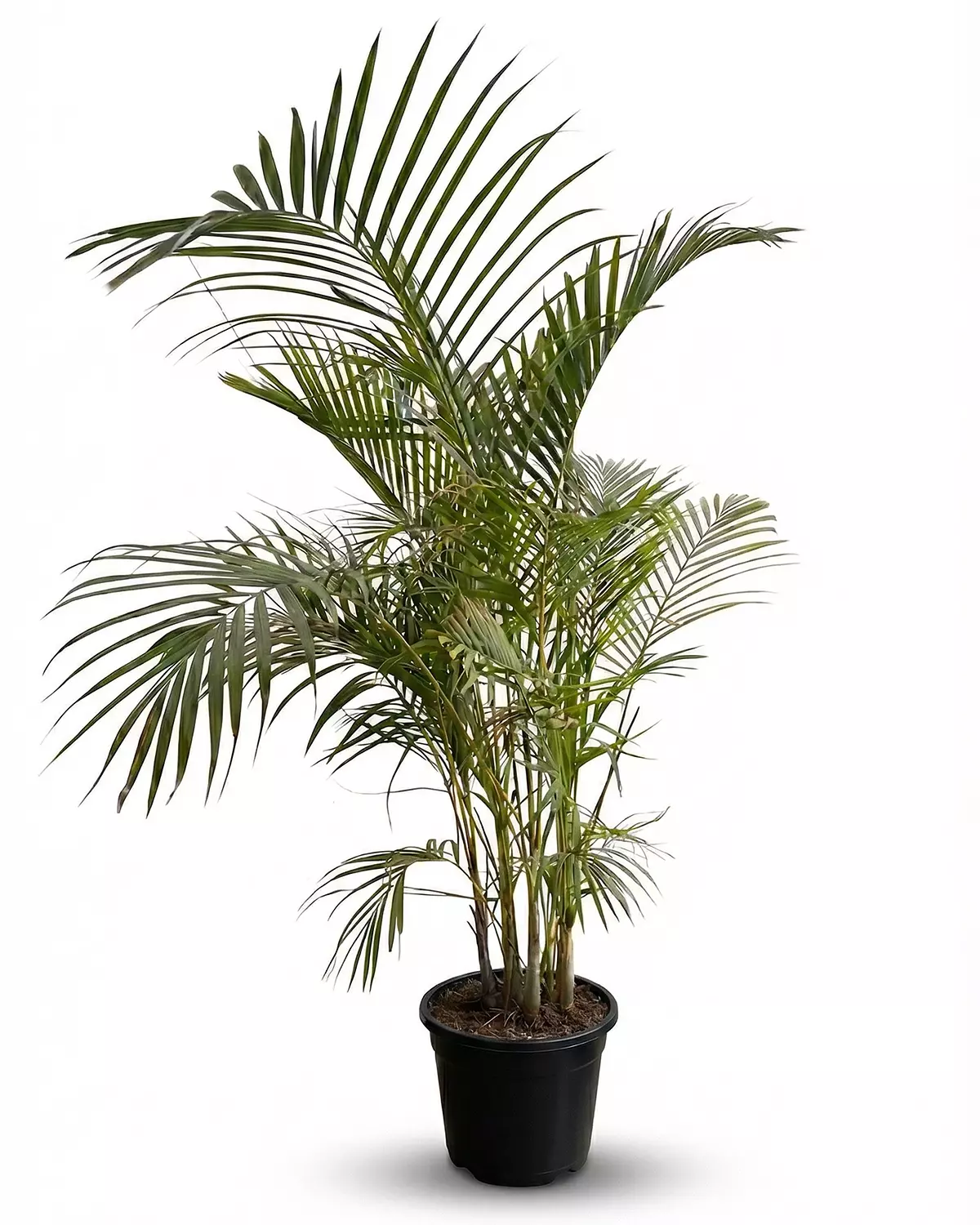 Areca Palm 1