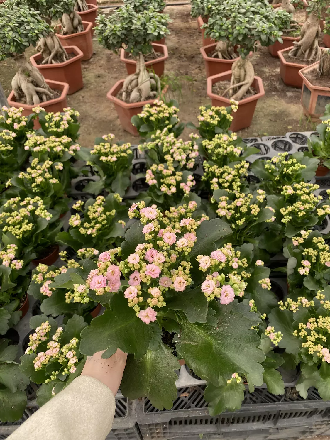 Florist Kalancheo 12