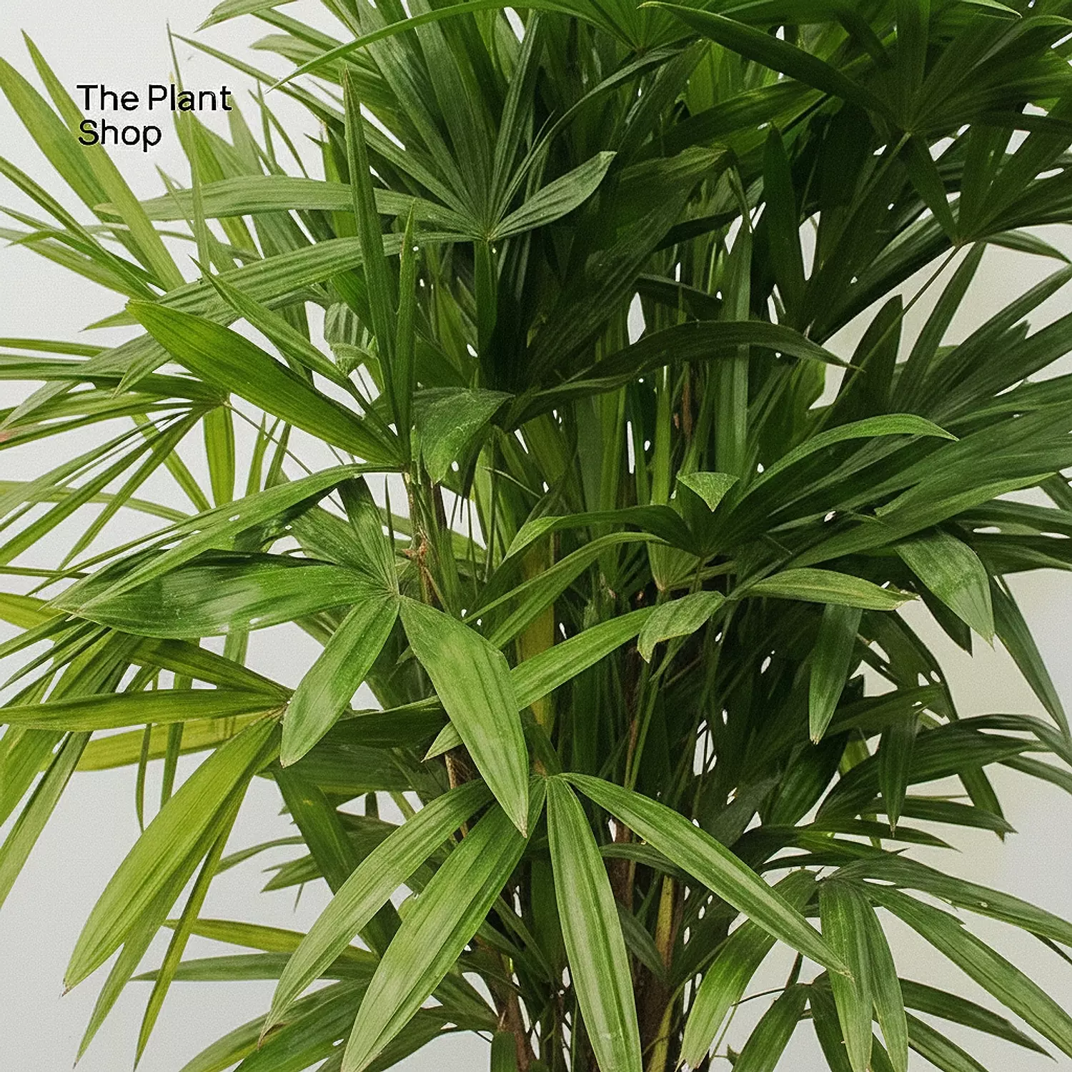 Rhapis " Lady Palm " hover image