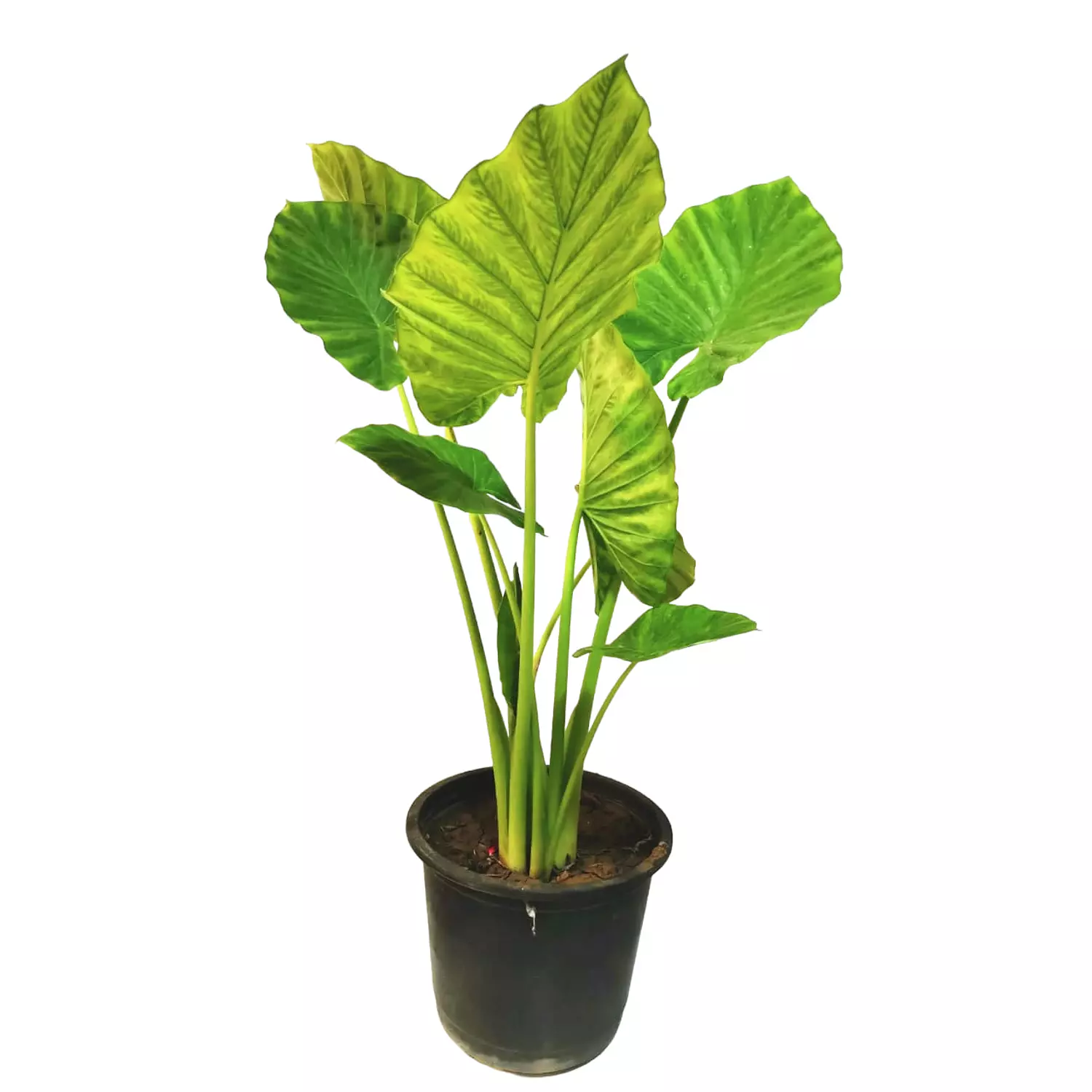 Alocasia Odora