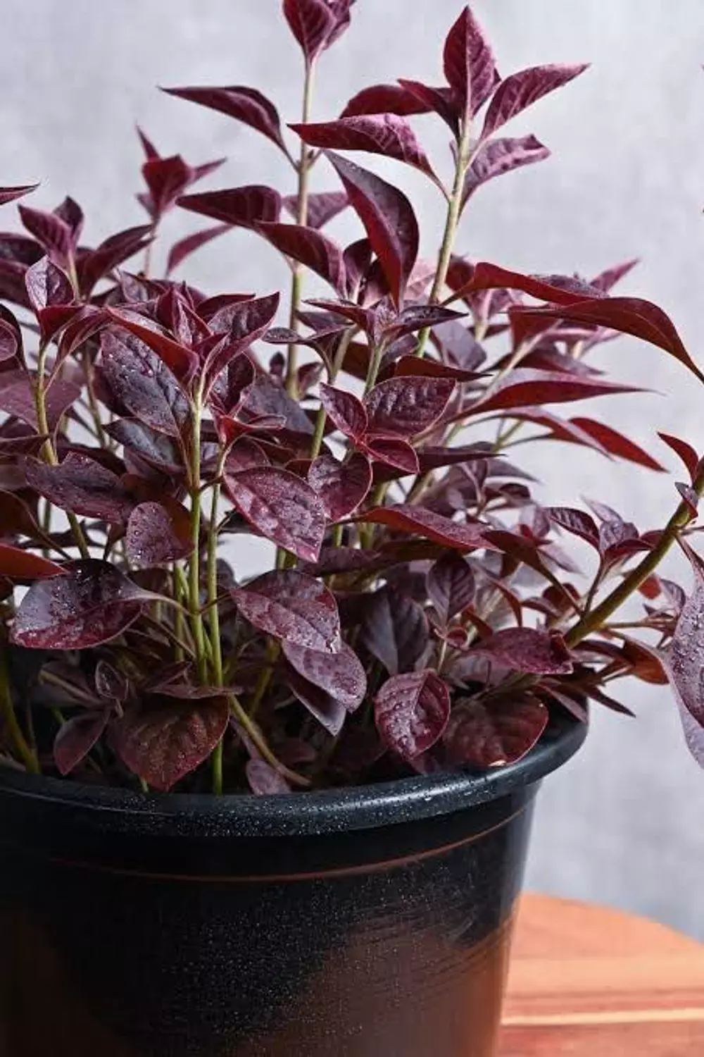 Alternanthera hover image