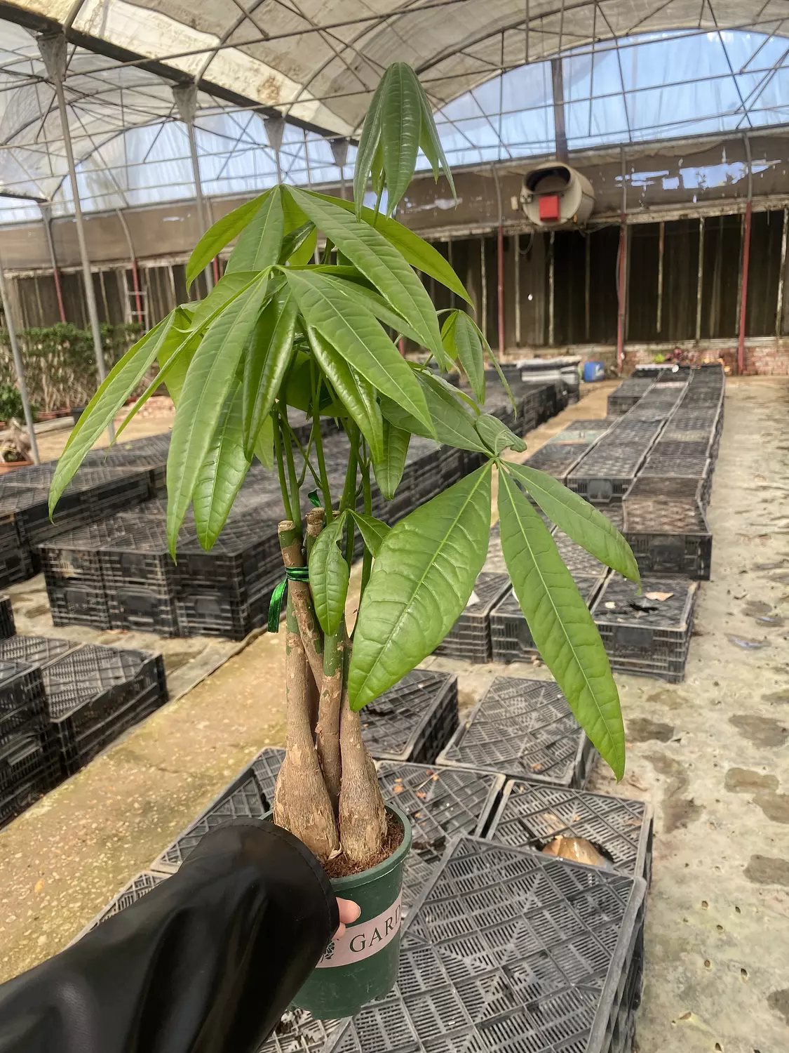 Baby Money Tree ( size 2 )  image
