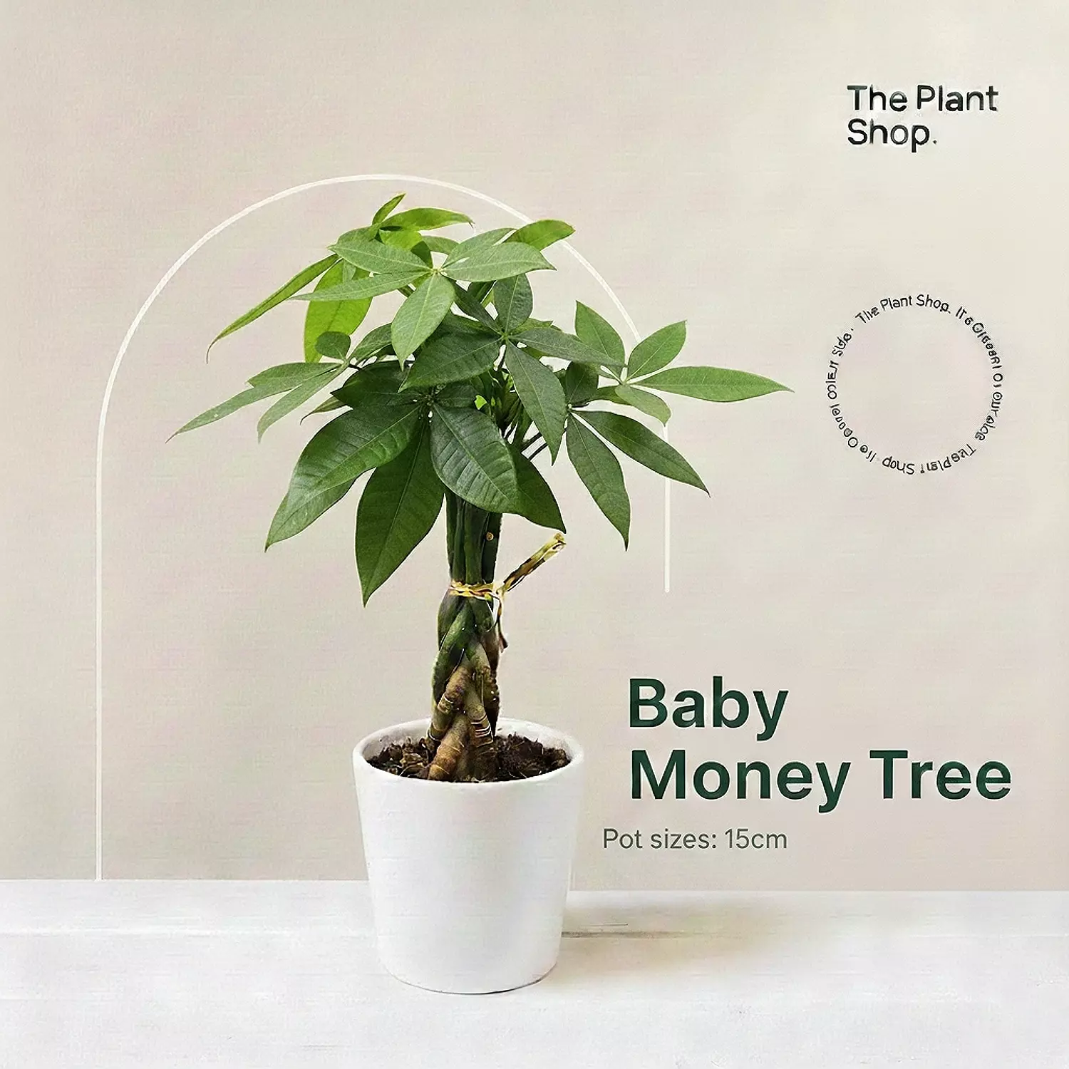 Baby Money Tree  image