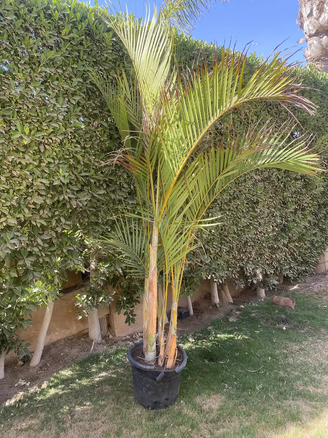 Yellow Areca outdoor hover image